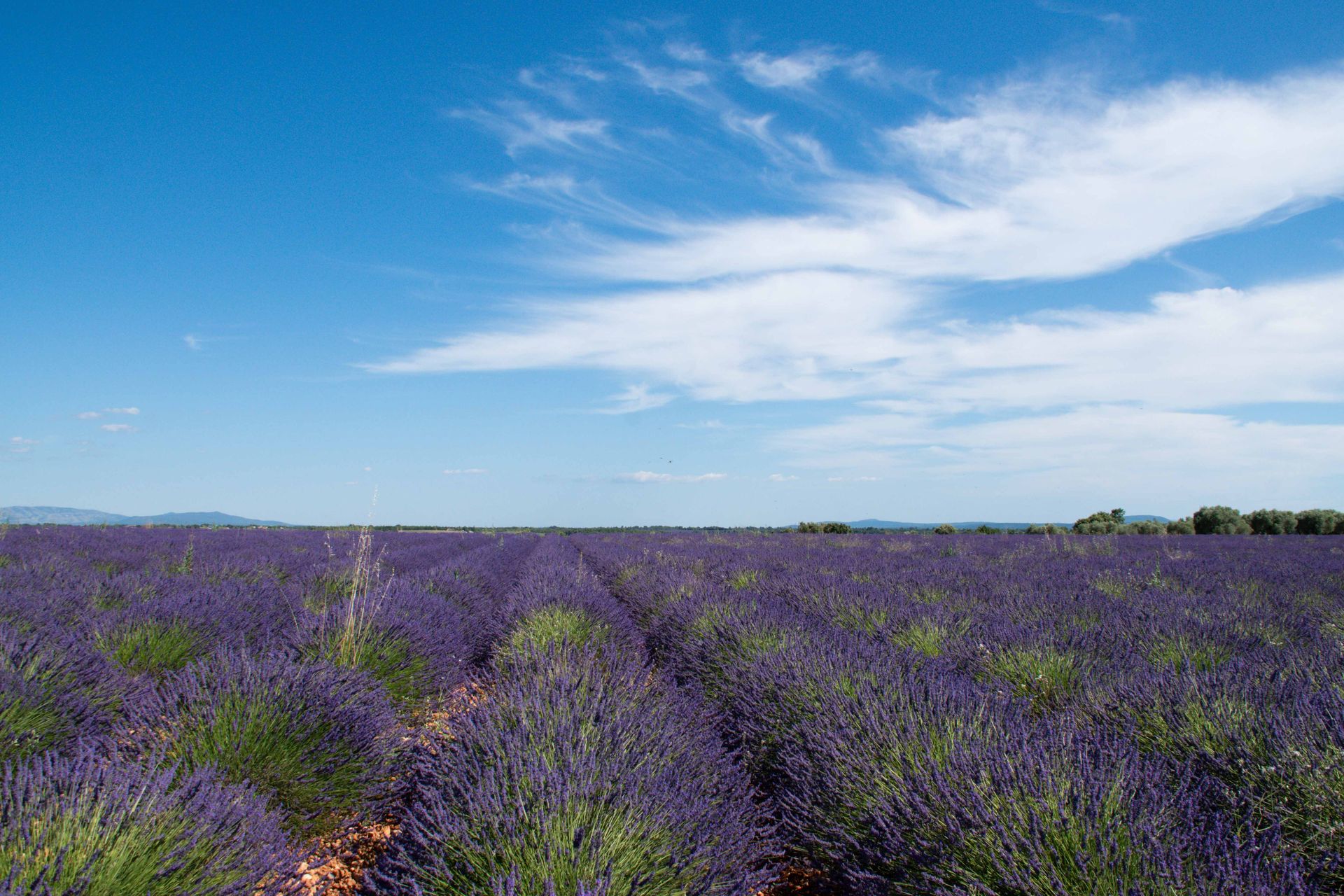 plateau de valensole — champs de couleur, photographie 3