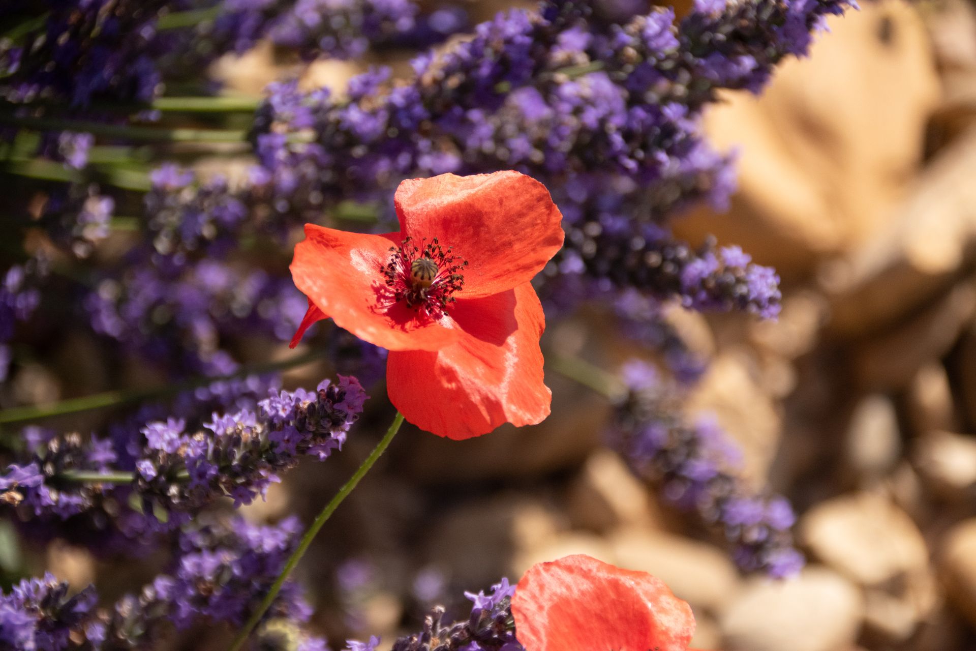 bleu-blanc-rouge — champs de couleur, photographie 3