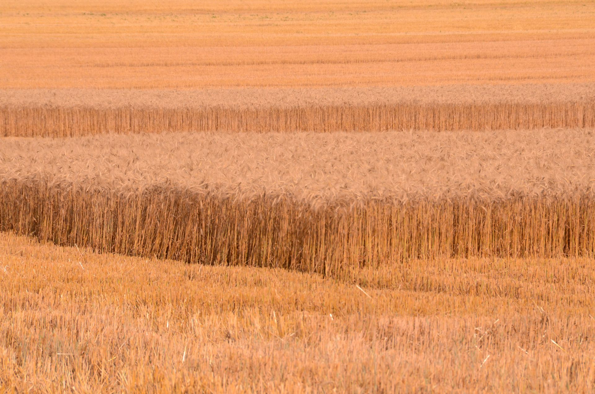 champs dores — champs de couleur, photographie 19