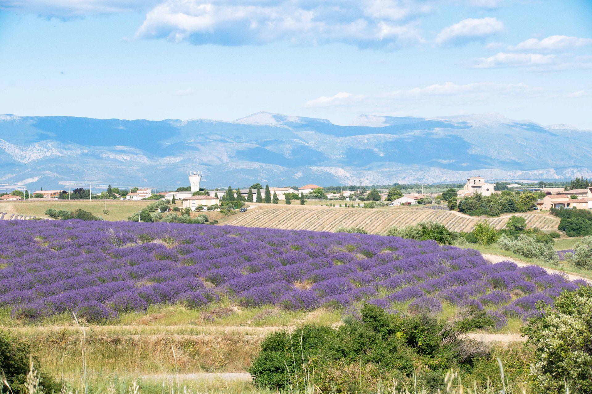 plateau de valensole — champs de couleur, photographie 12