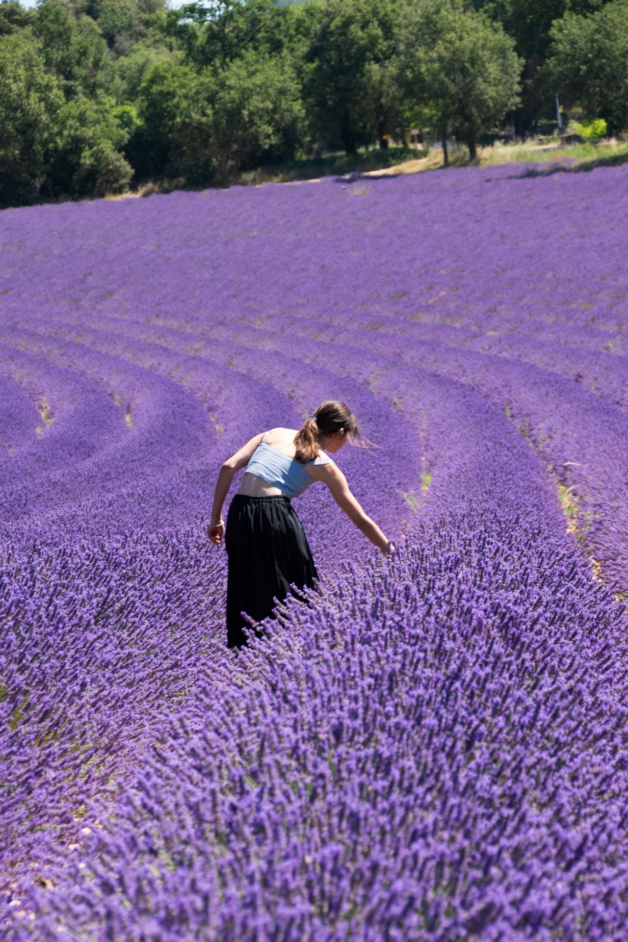 sur une mer de lavande — champs de couleur, photographie 11