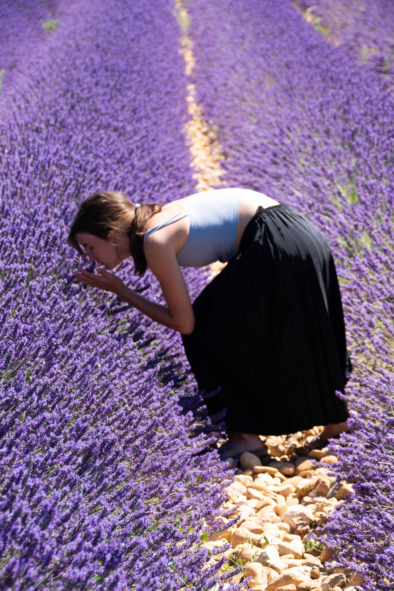 sur une mer de lavande — champs de couleur, photographie 2