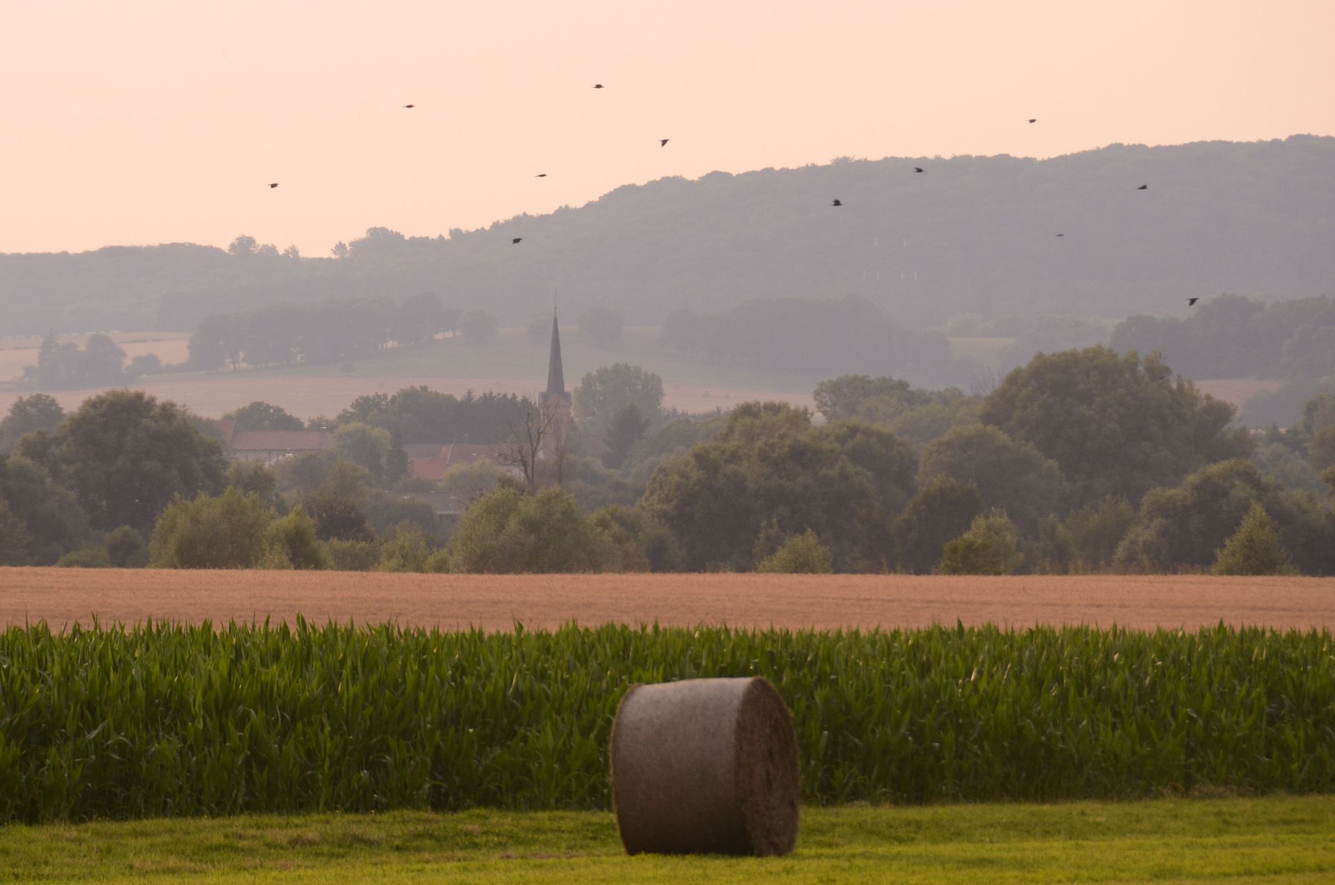 champs dores — champs de couleur, photographie 11