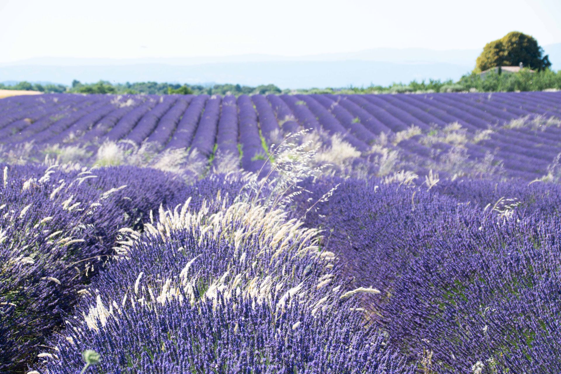 plateau de valensole — champs de couleur, photographie 10