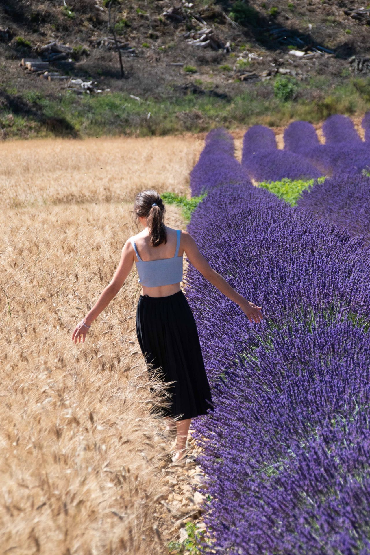 sur une mer de lavande — champs de couleur, photographie 13