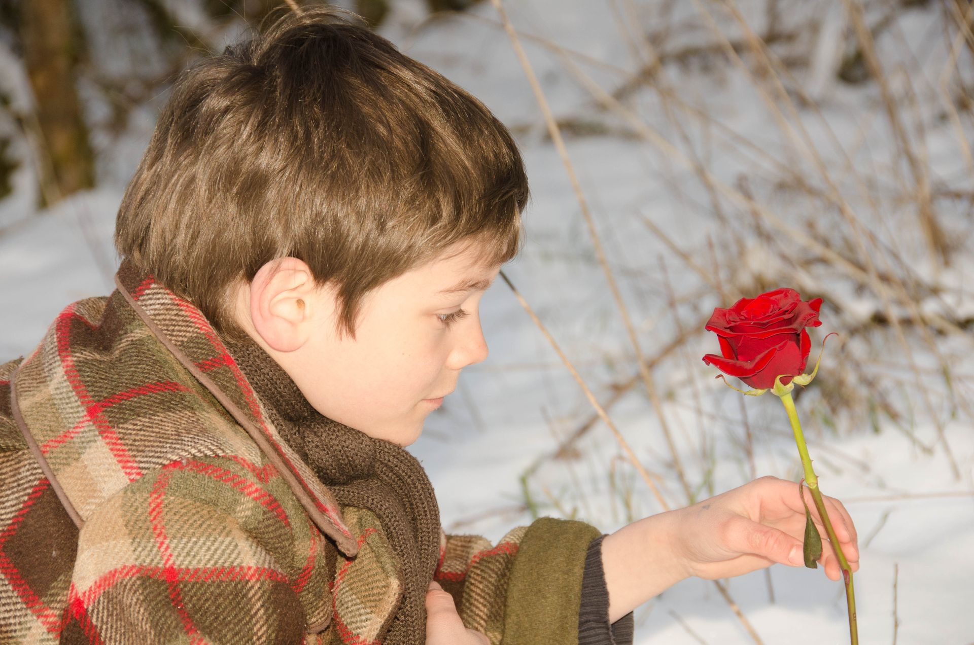 les roses d'hiver ne meurent jamais — projets, photographie 17