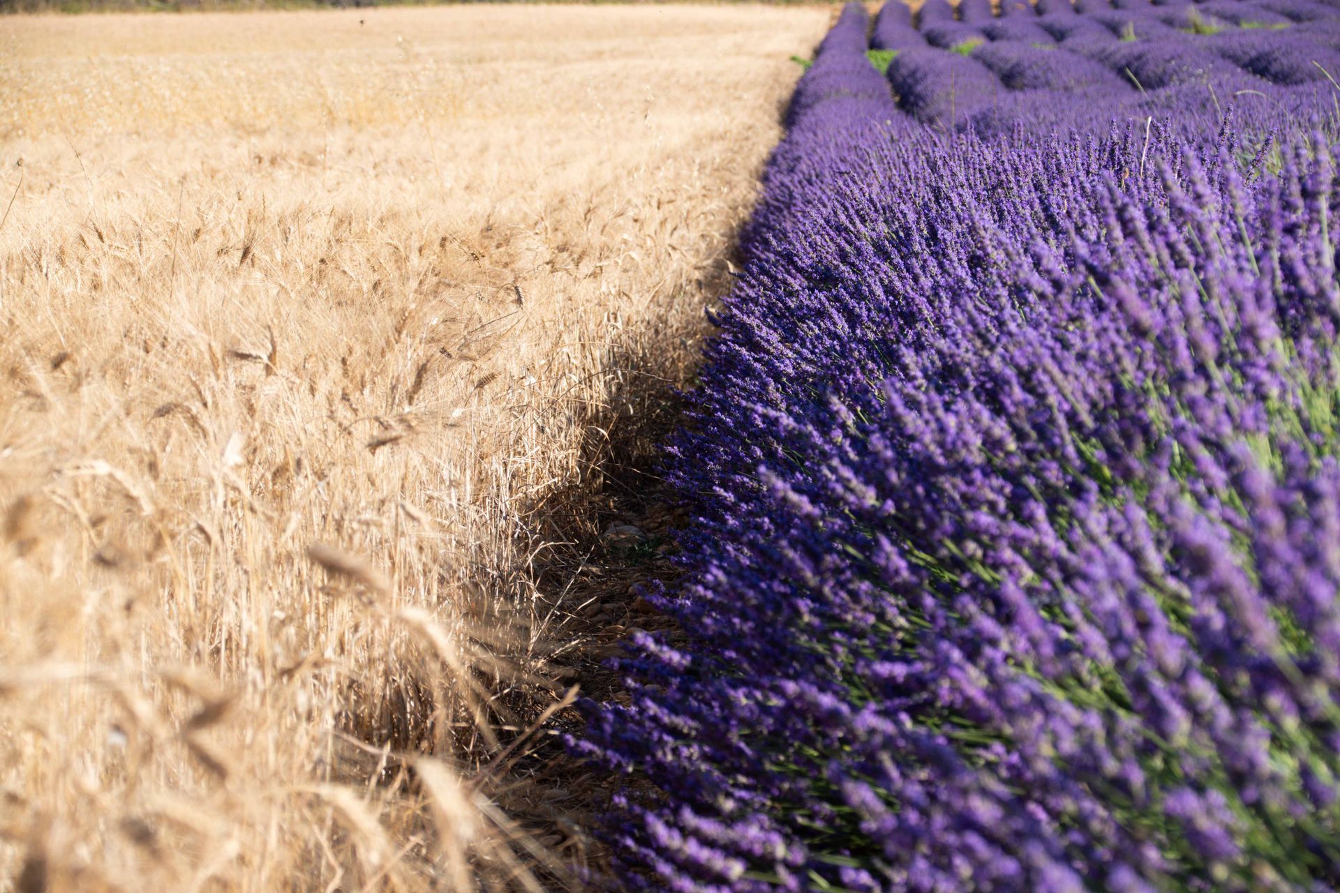 plateau de valensole — champs de couleur, photographie 16