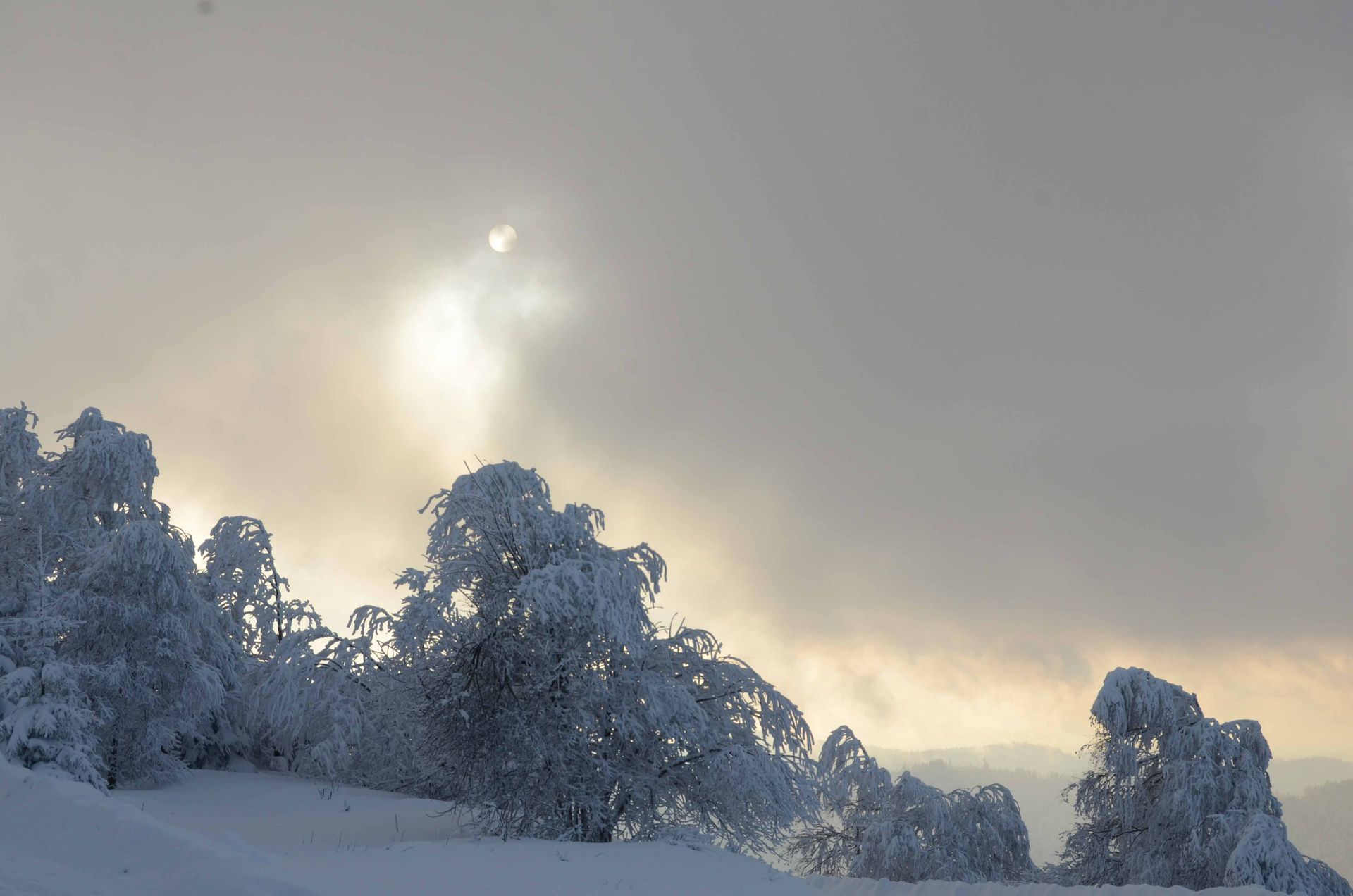 les roses d'hiver ne meurent jamais — projets, photographie 4