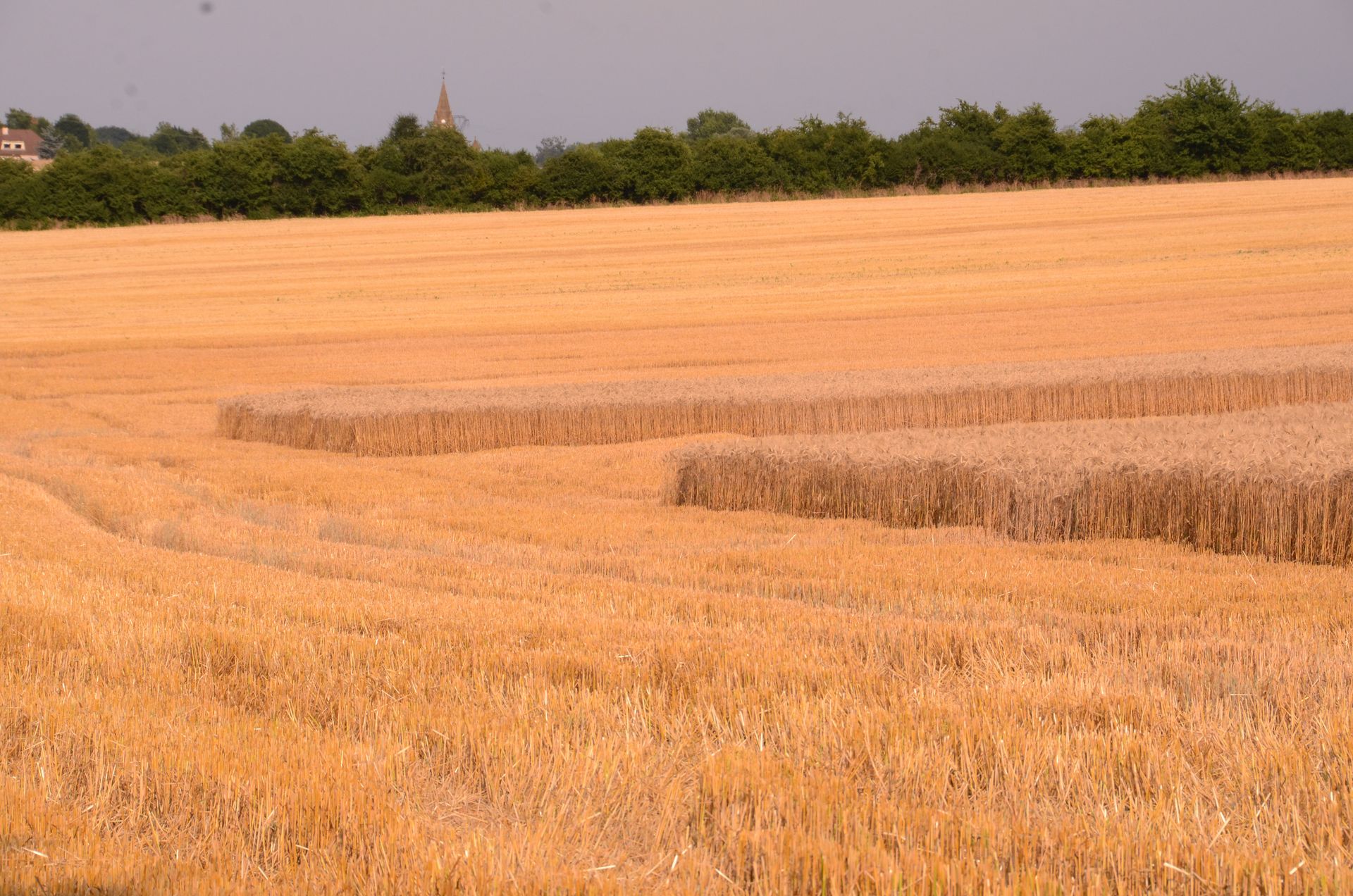champs dores — champs de couleur, photographie 20