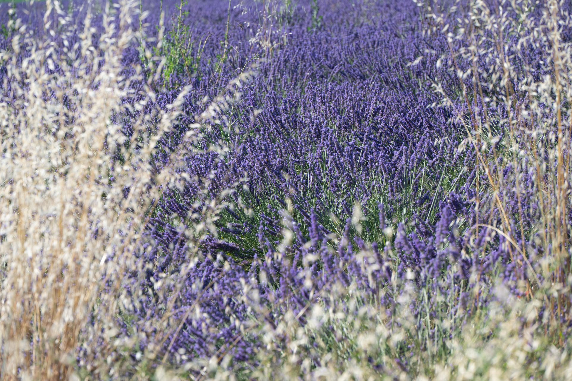bleu-blanc-rouge — champs de couleur, photographie 15
