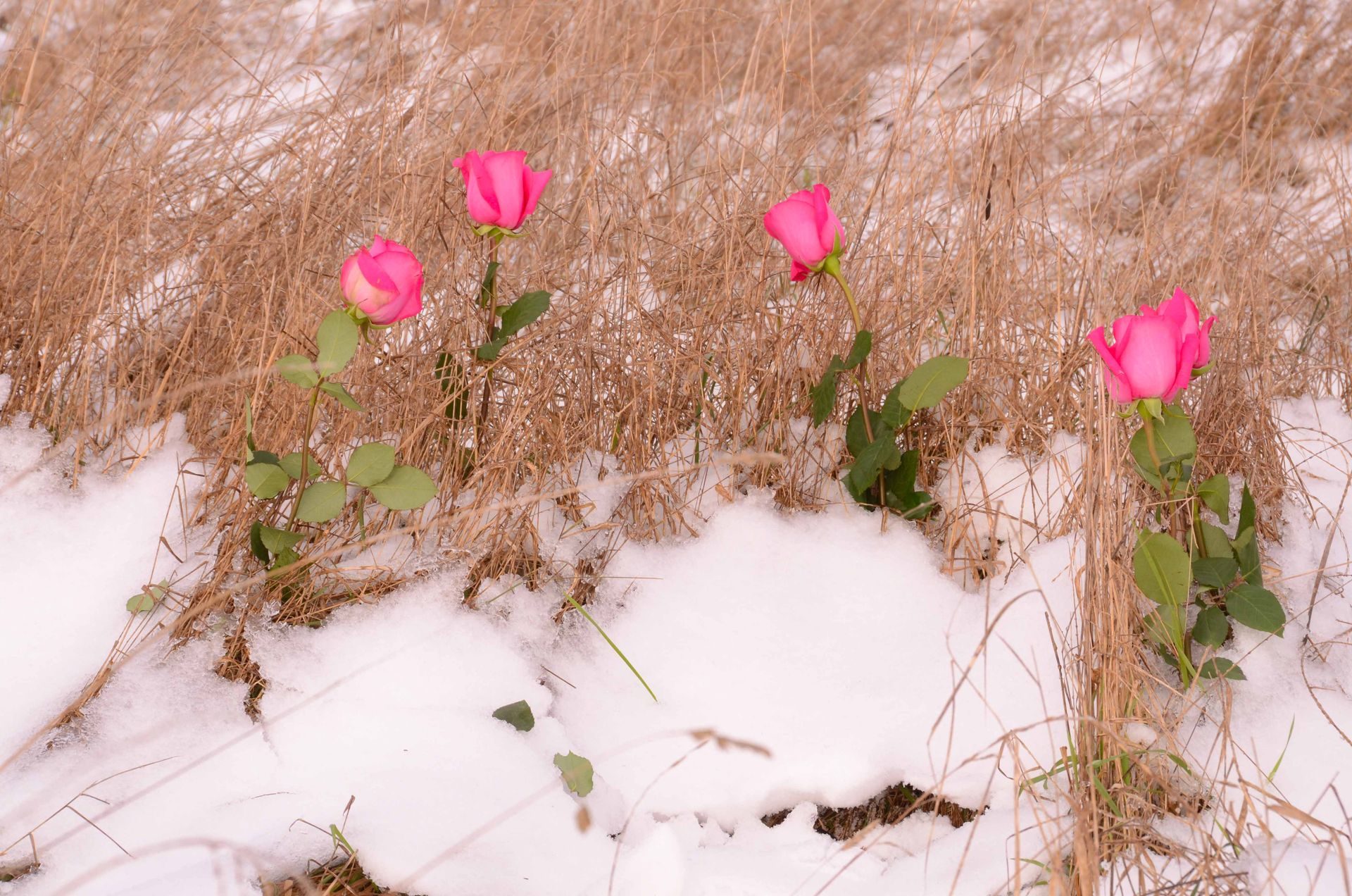 les roses d'hiver ne meurent jamais — projets, photographie 6
