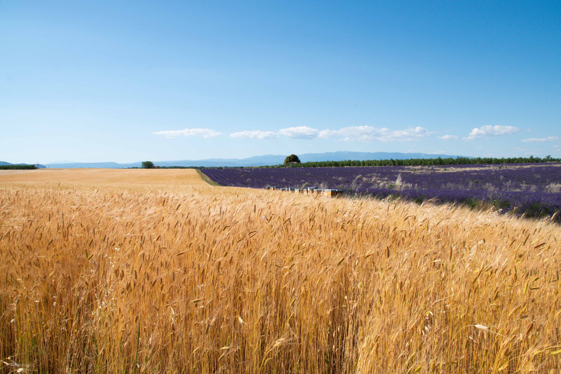 plateau de valensole — champs de couleur, photographie 6