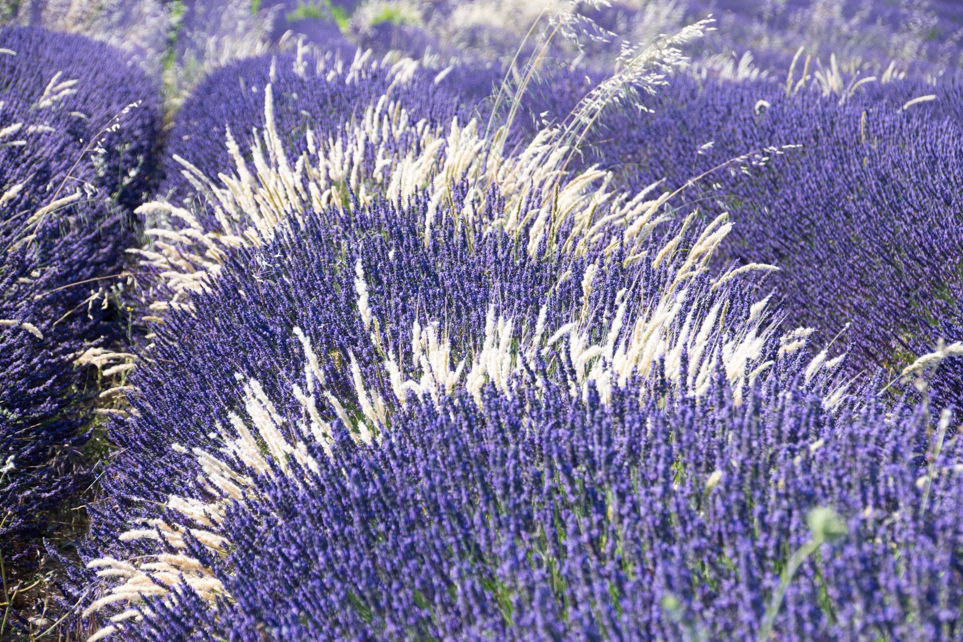 plateau de valensole — champs de couleur, photographie 1