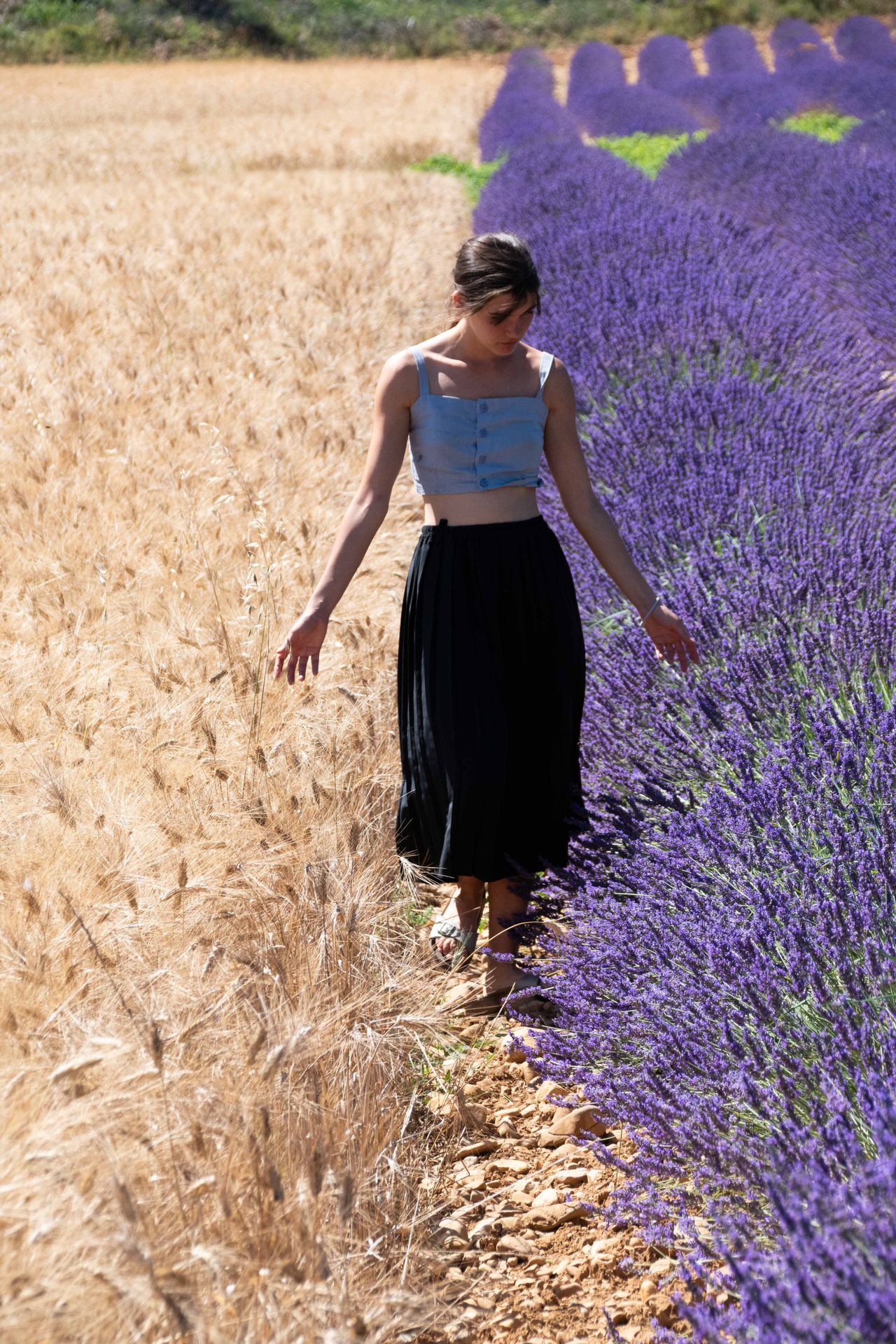 sur une mer de lavande — champs de couleur, photographie 14