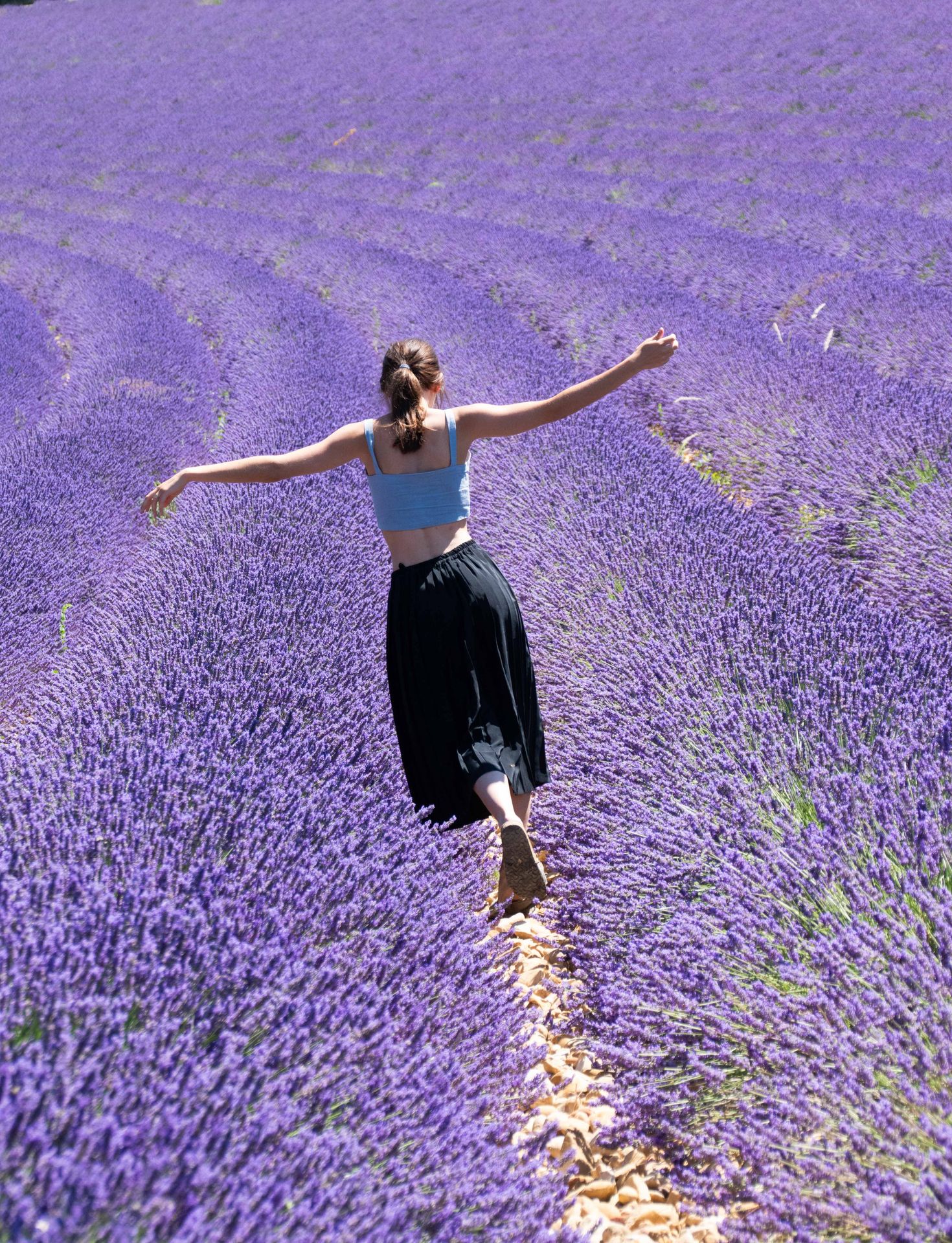 sur une mer de lavande — champs de couleur, photographie 5