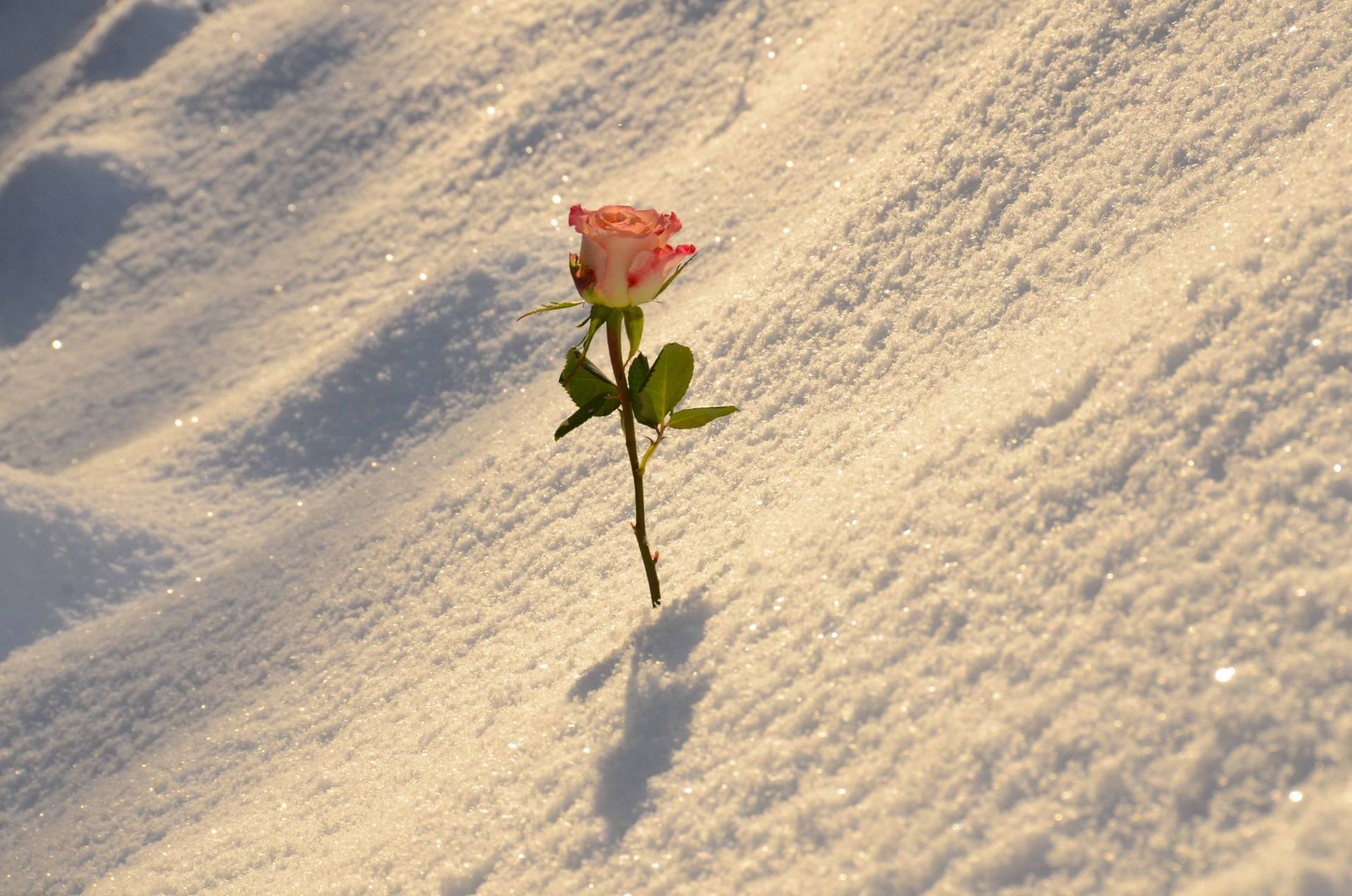 les roses d'hiver ne meurent jamais — projets, photographie 2