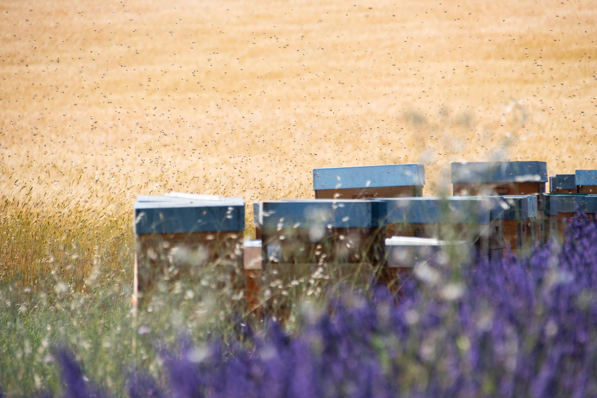 plateau de valensole — champs de couleur, photographie 11