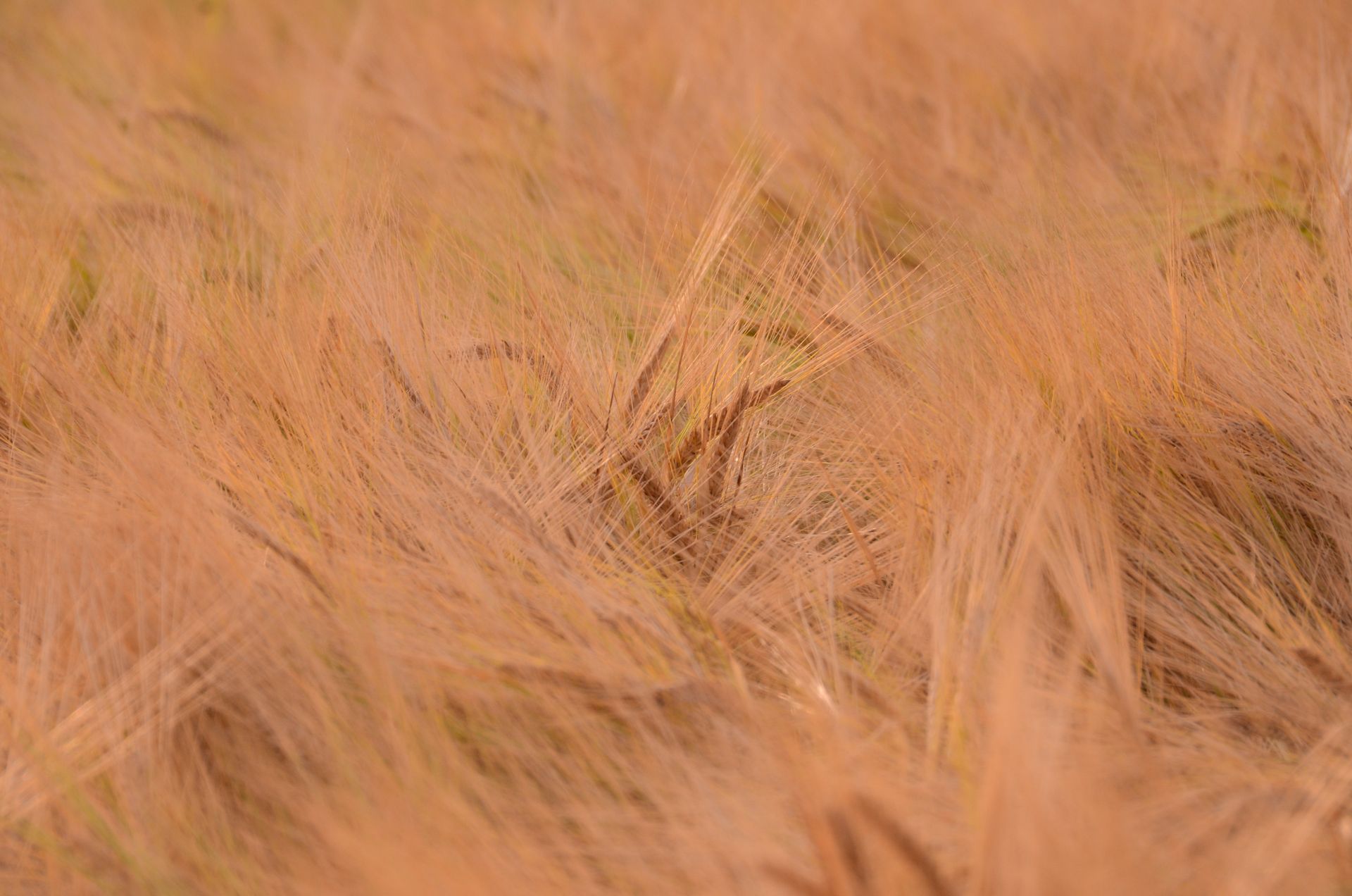 champs dores — champs de couleur, photographie 7