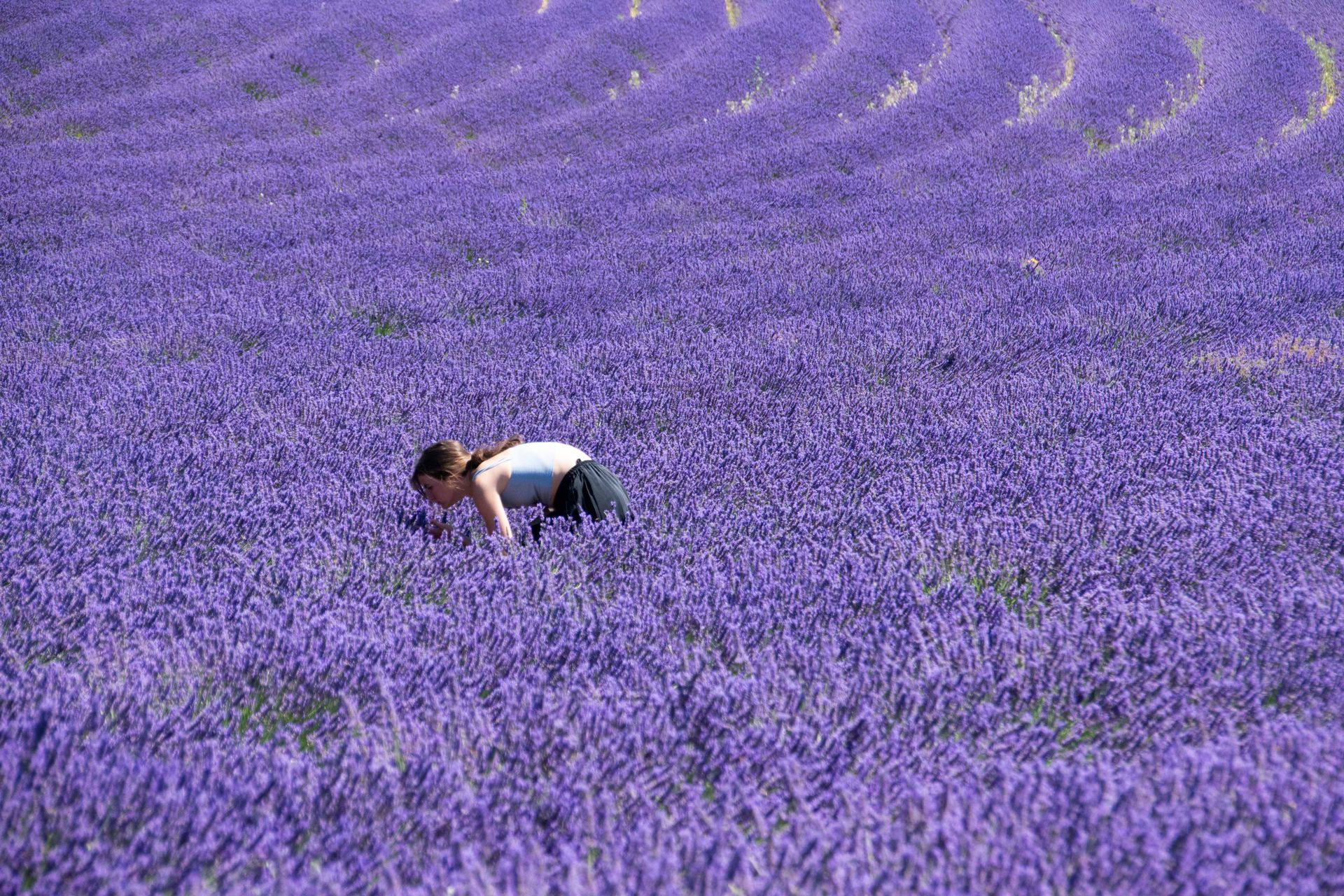 sur une mer de lavande — champs de couleur, photographie 9