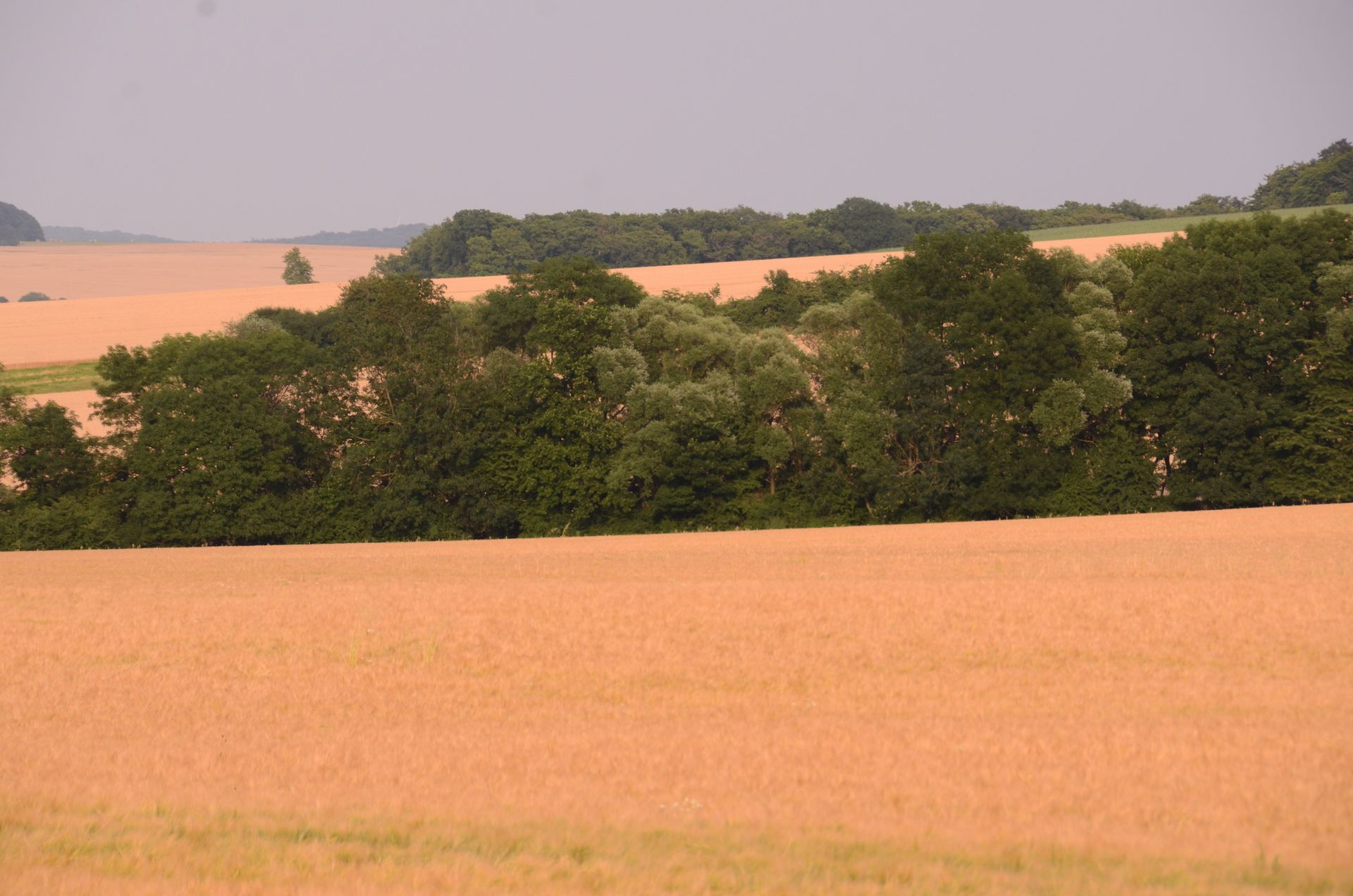 champs dores — champs de couleur, photographie 9