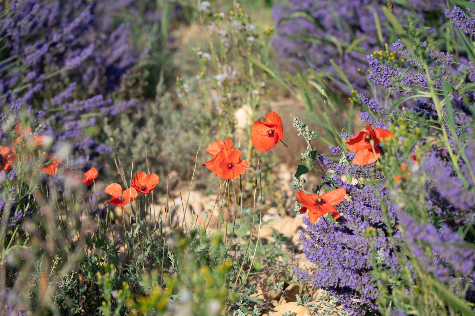 bleu-blanc-rouge — champs de couleur, photographie 8