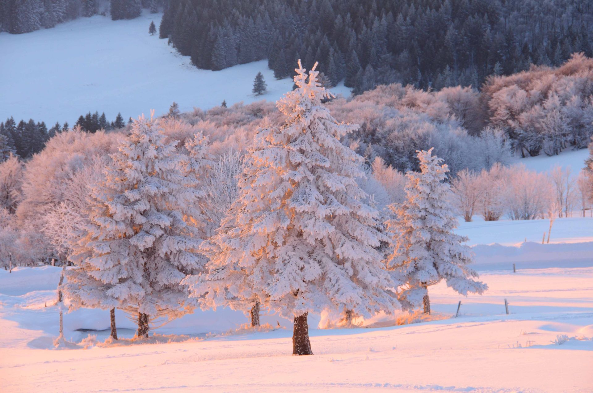 les roses d'hiver ne meurent jamais — projets, photographie 11