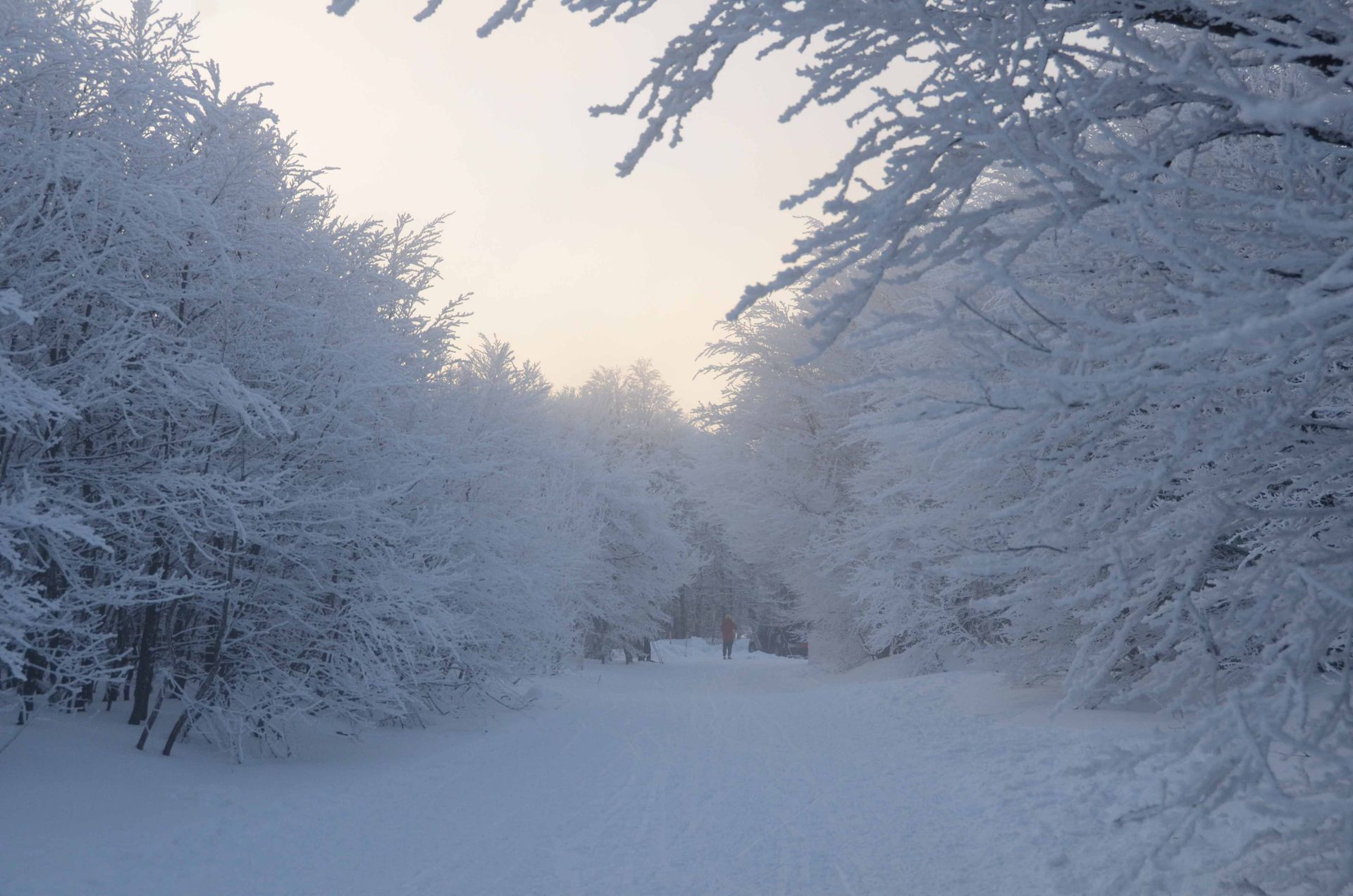 les roses d'hiver ne meurent jamais — projets, photographie 9