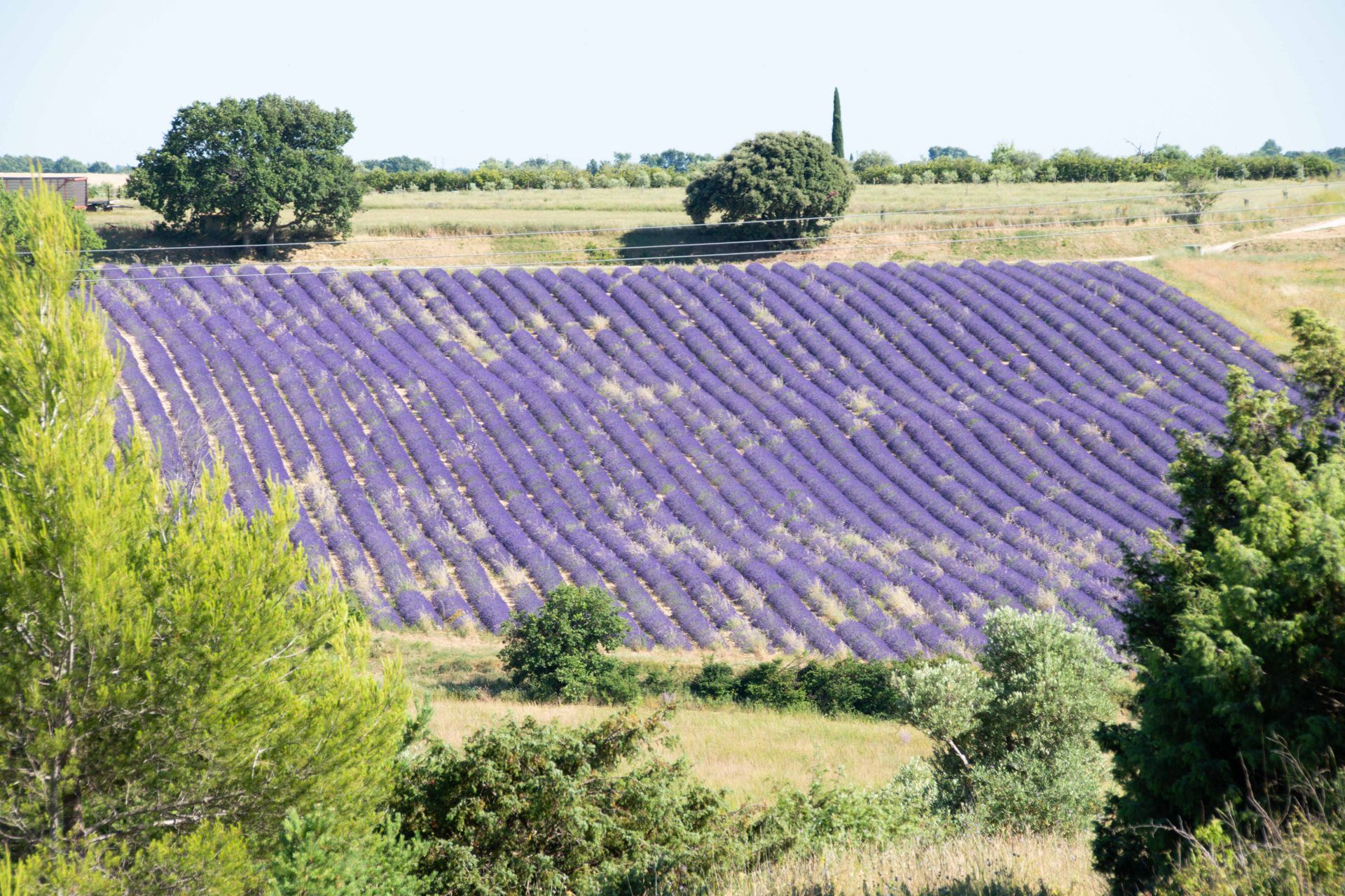 plateau de valensole — champs de couleur, photographie 13