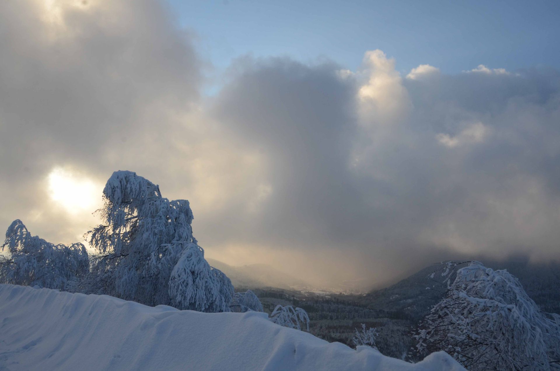les roses d'hiver ne meurent jamais — projets, photographie 5