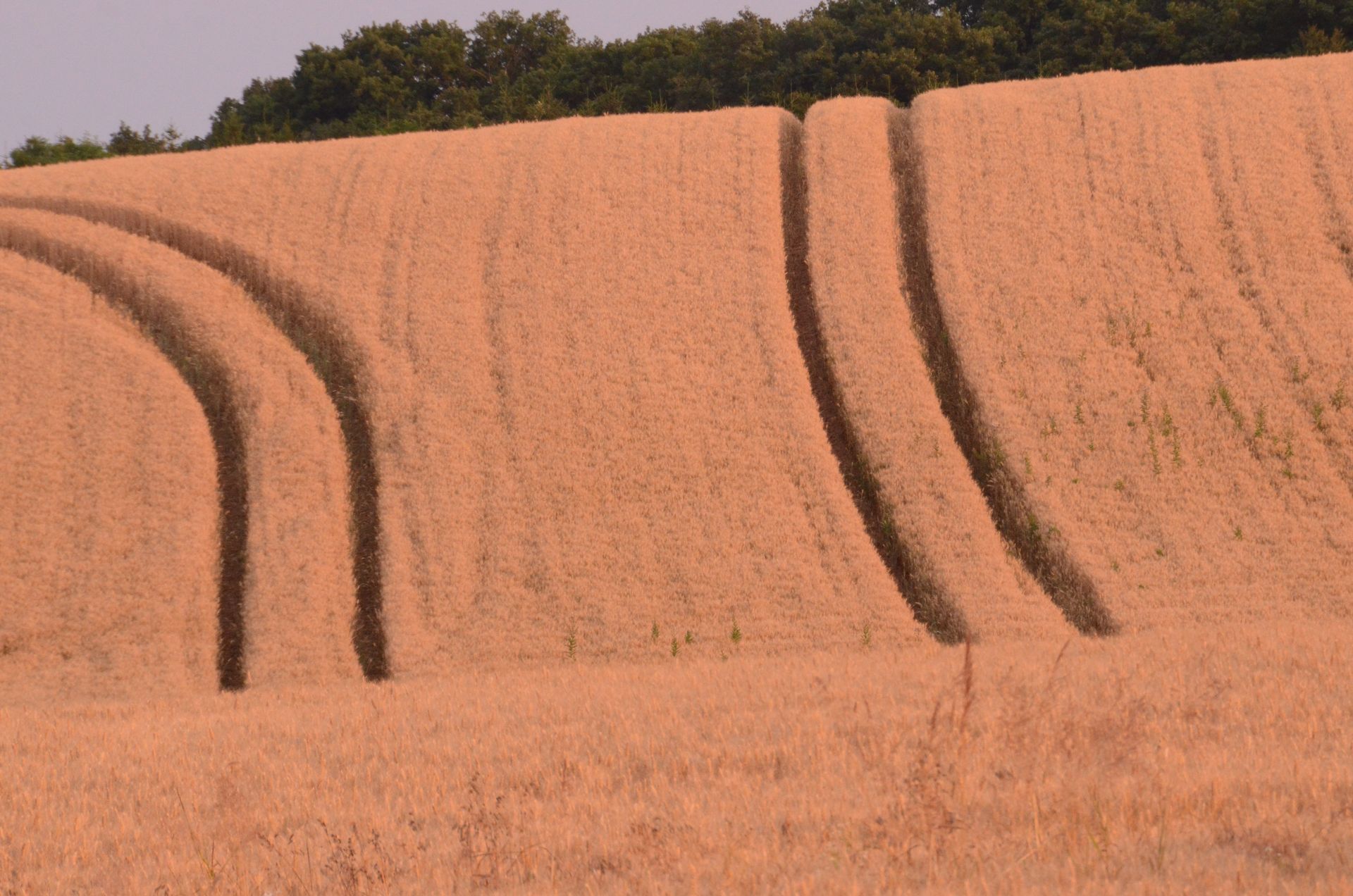 champs dores — champs de couleur, photographie 15