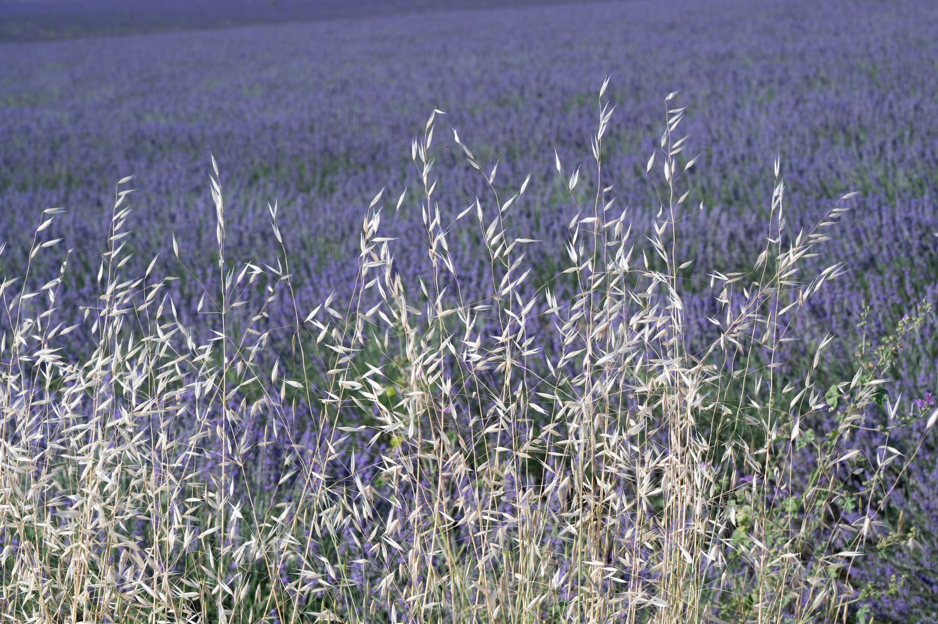 bleu-blanc-rouge — champs de couleur, photographie 18