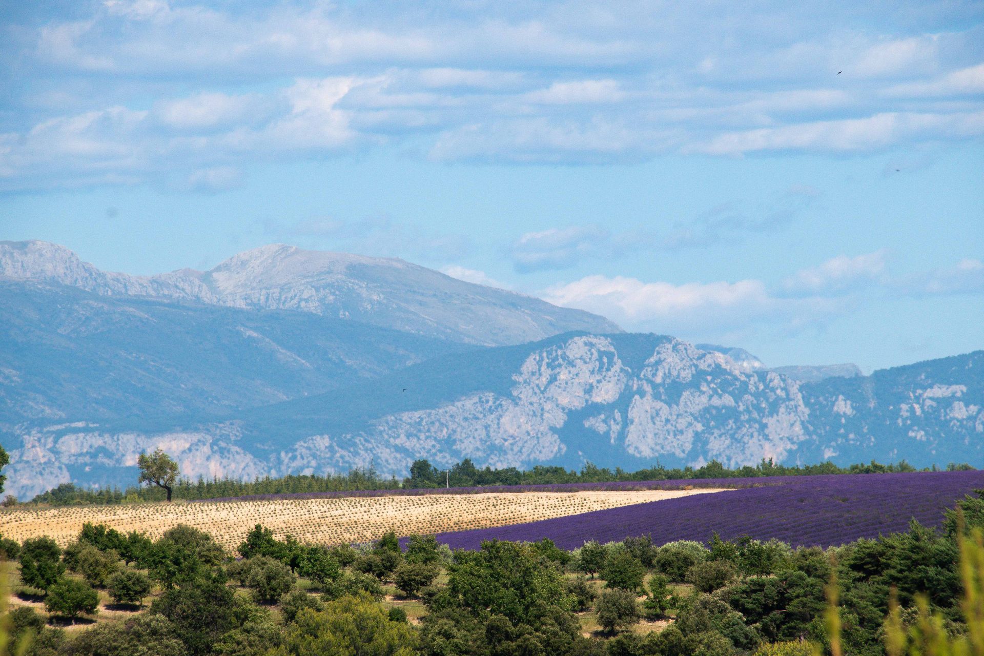 plateau de valensole — champs de couleur, photographie 2