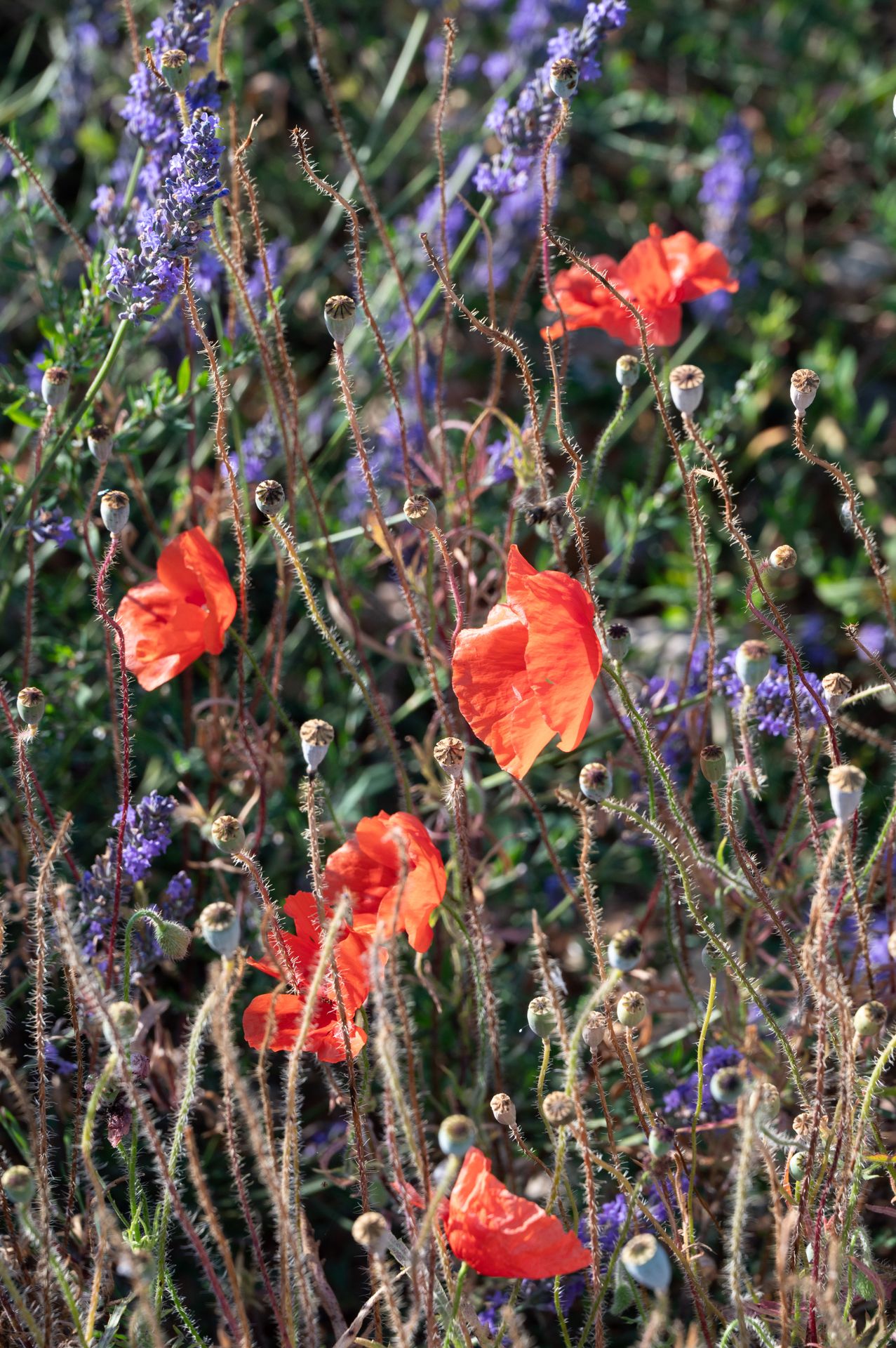 bleu-blanc-rouge — champs de couleur, photographie 14