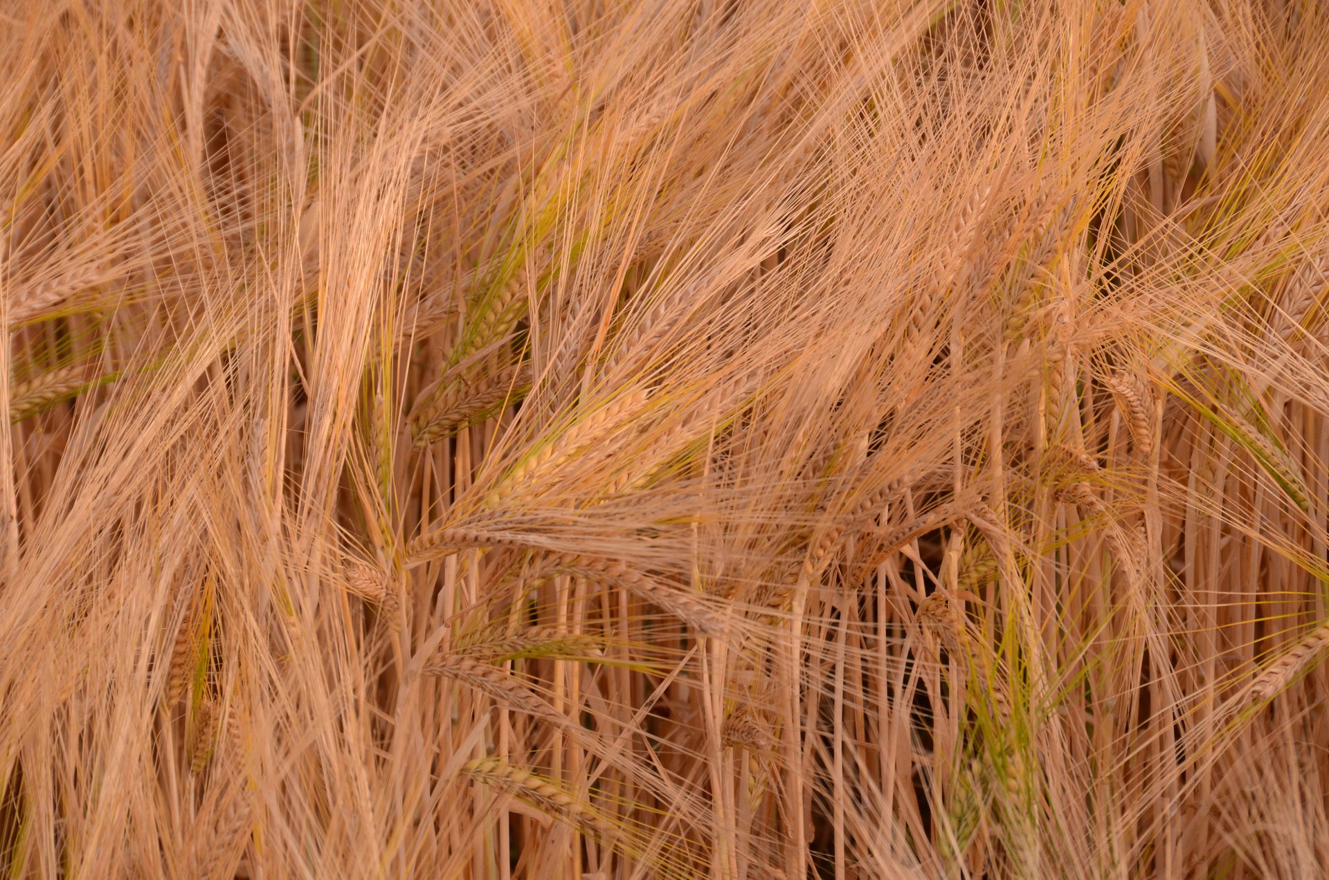 champs dores — champs de couleur, photographie 6