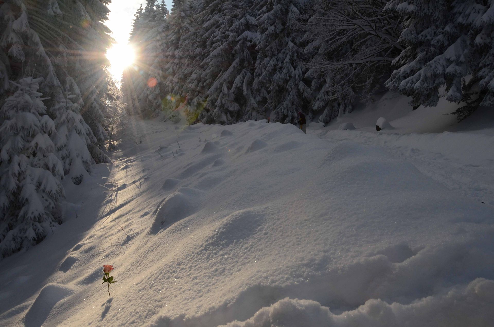 les roses d'hiver ne meurent jamais — projets, photographie 3
