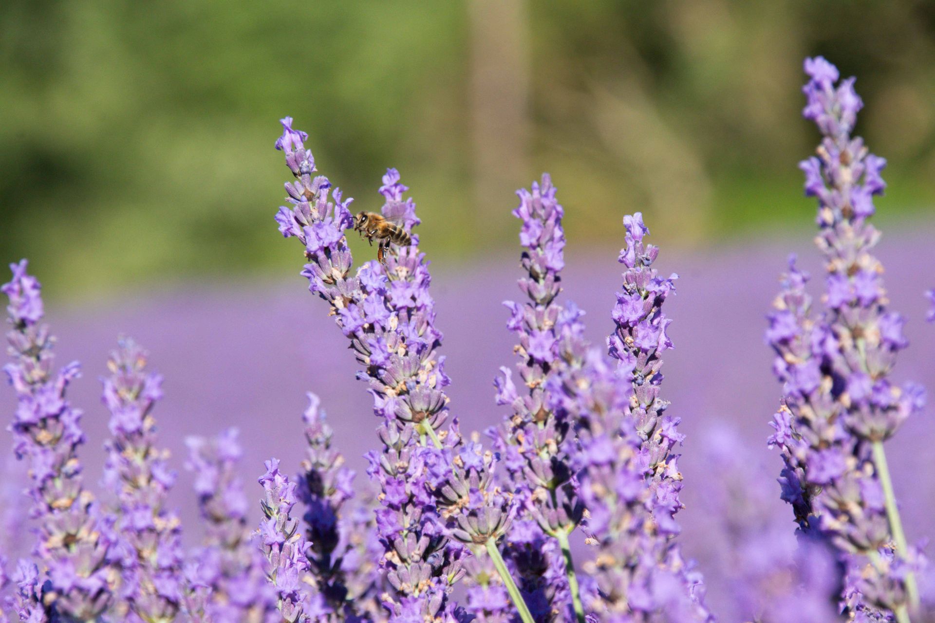 plateau de valensole — champs de couleur, photographie 17