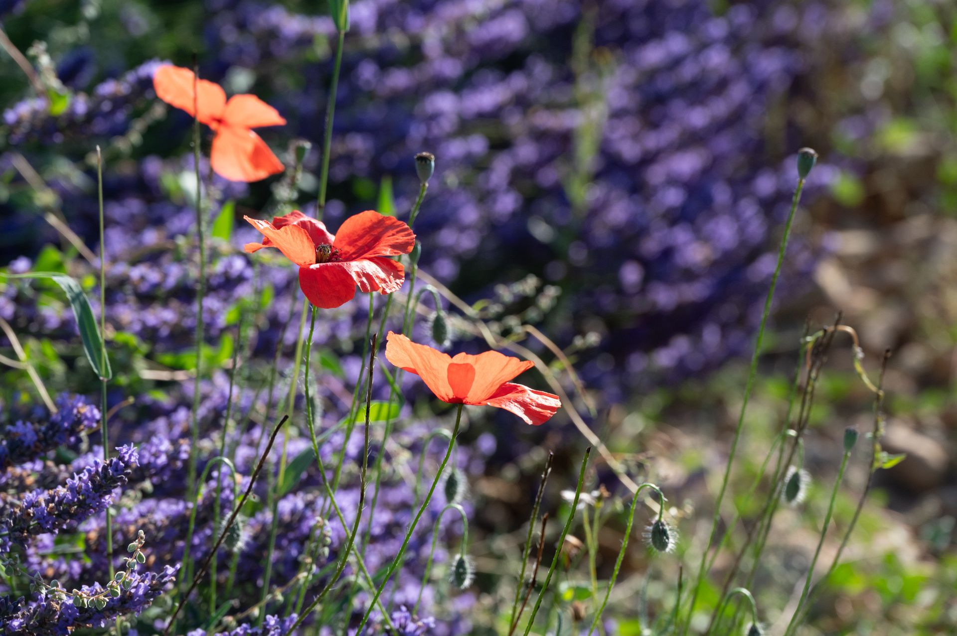 bleu-blanc-rouge — champs de couleur, photographie 9