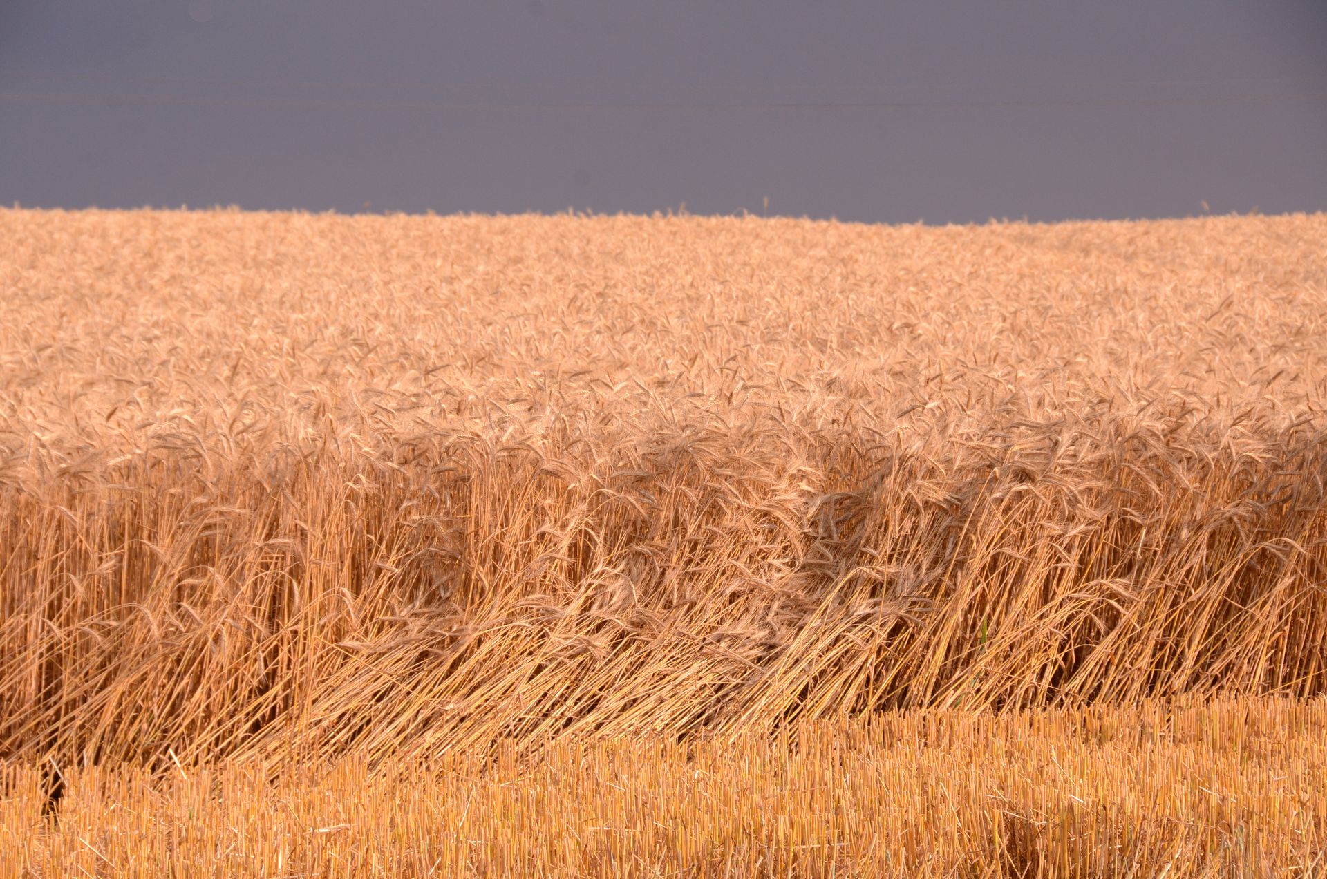champs dores — champs de couleur, photographie 22