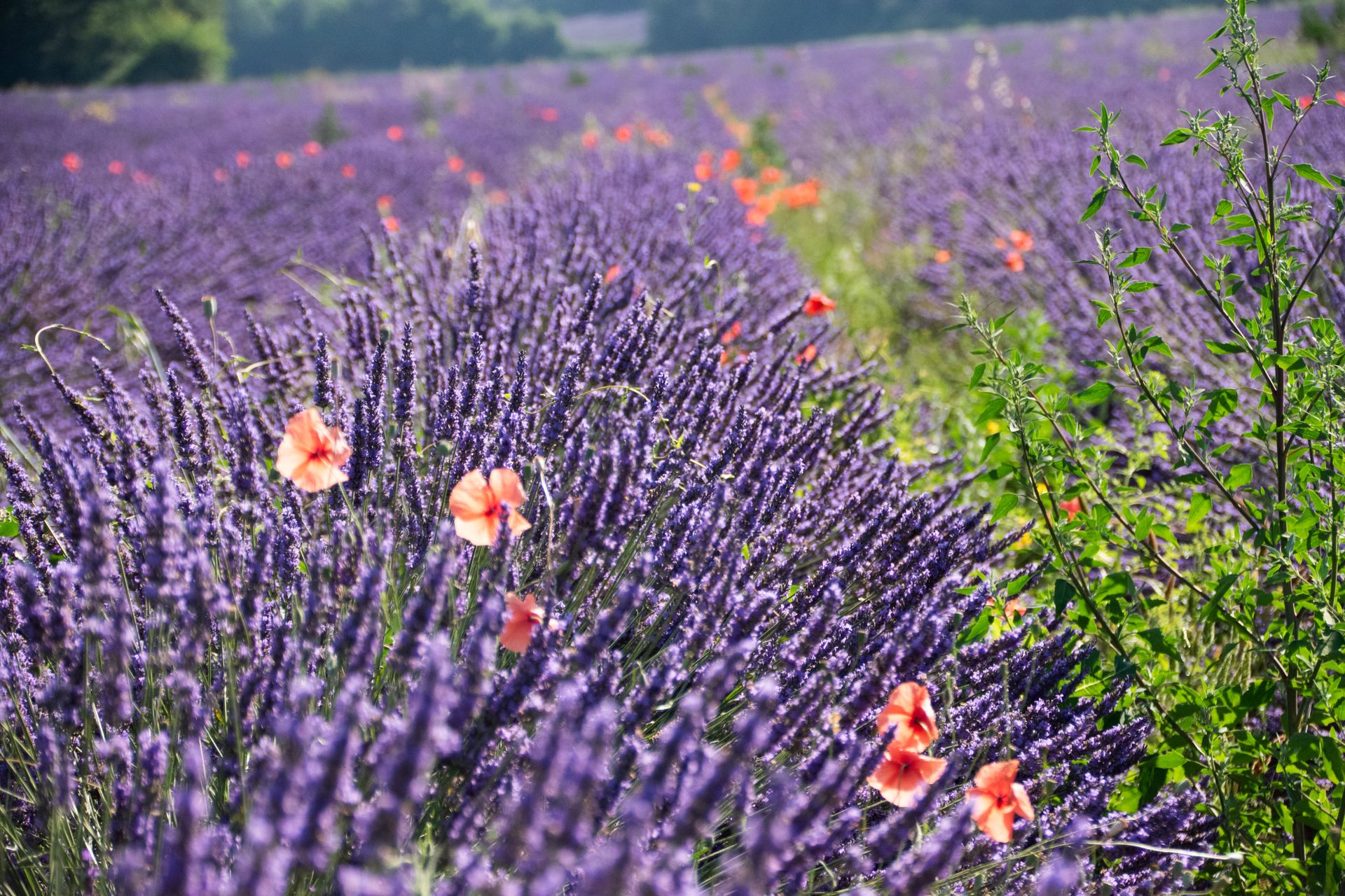 bleu-blanc-rouge — champs de couleur, photographie 5