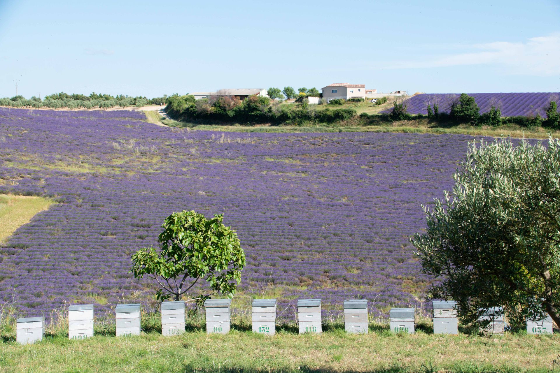 plateau de valensole — champs de couleur, photographie 14