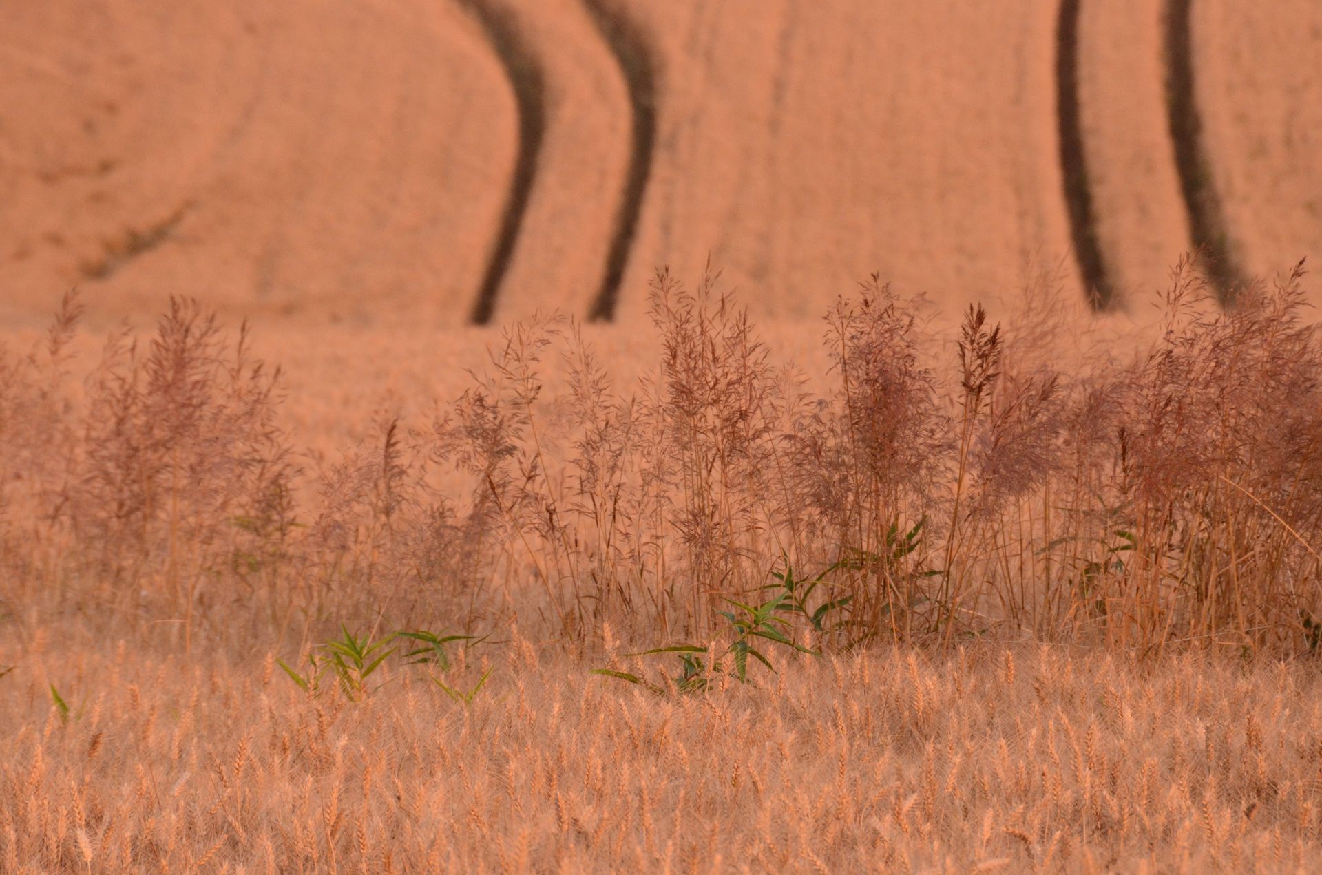 champs dores — champs de couleur, photographie 17