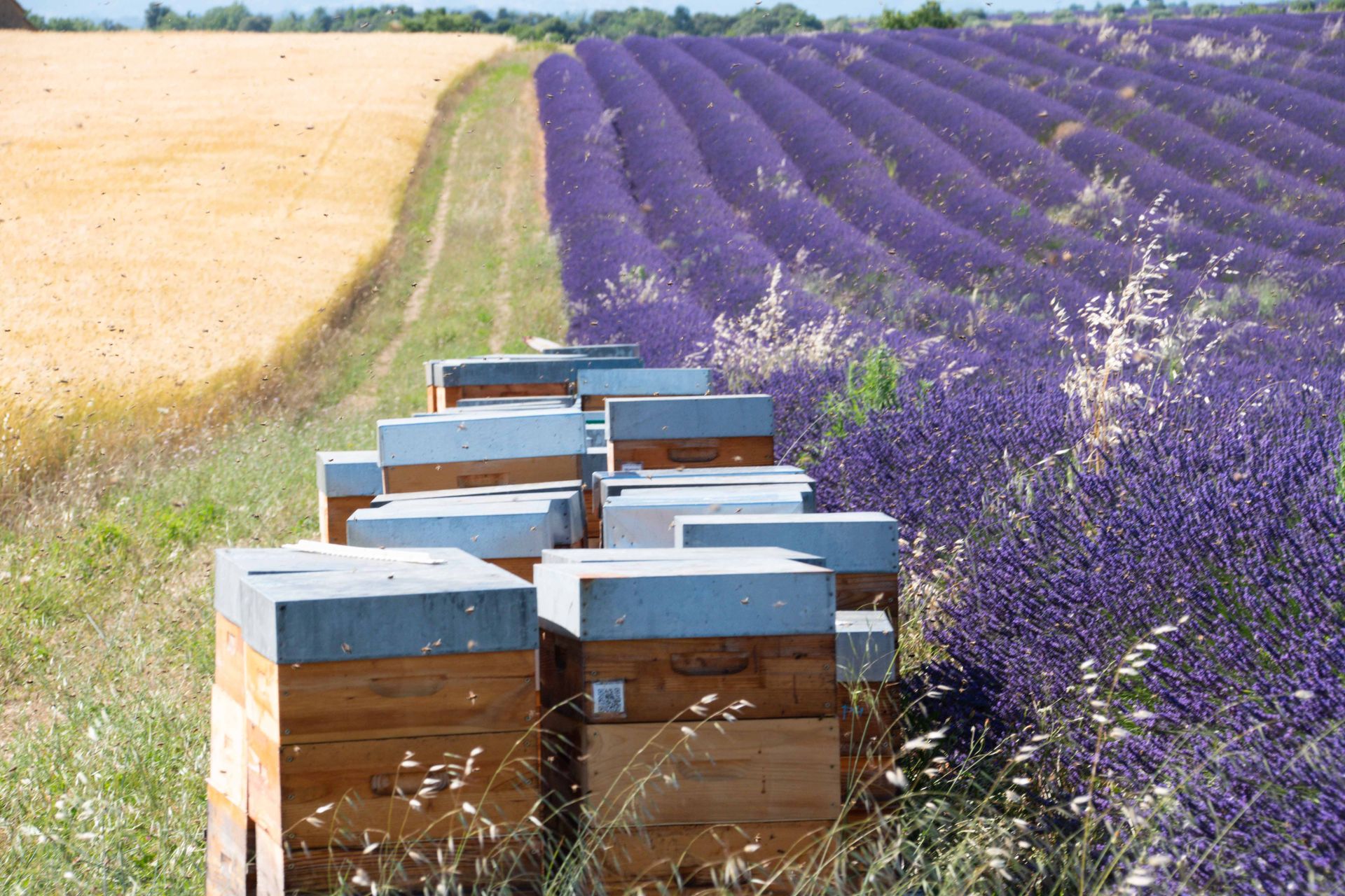 plateau de valensole — champs de couleur, photographie 4