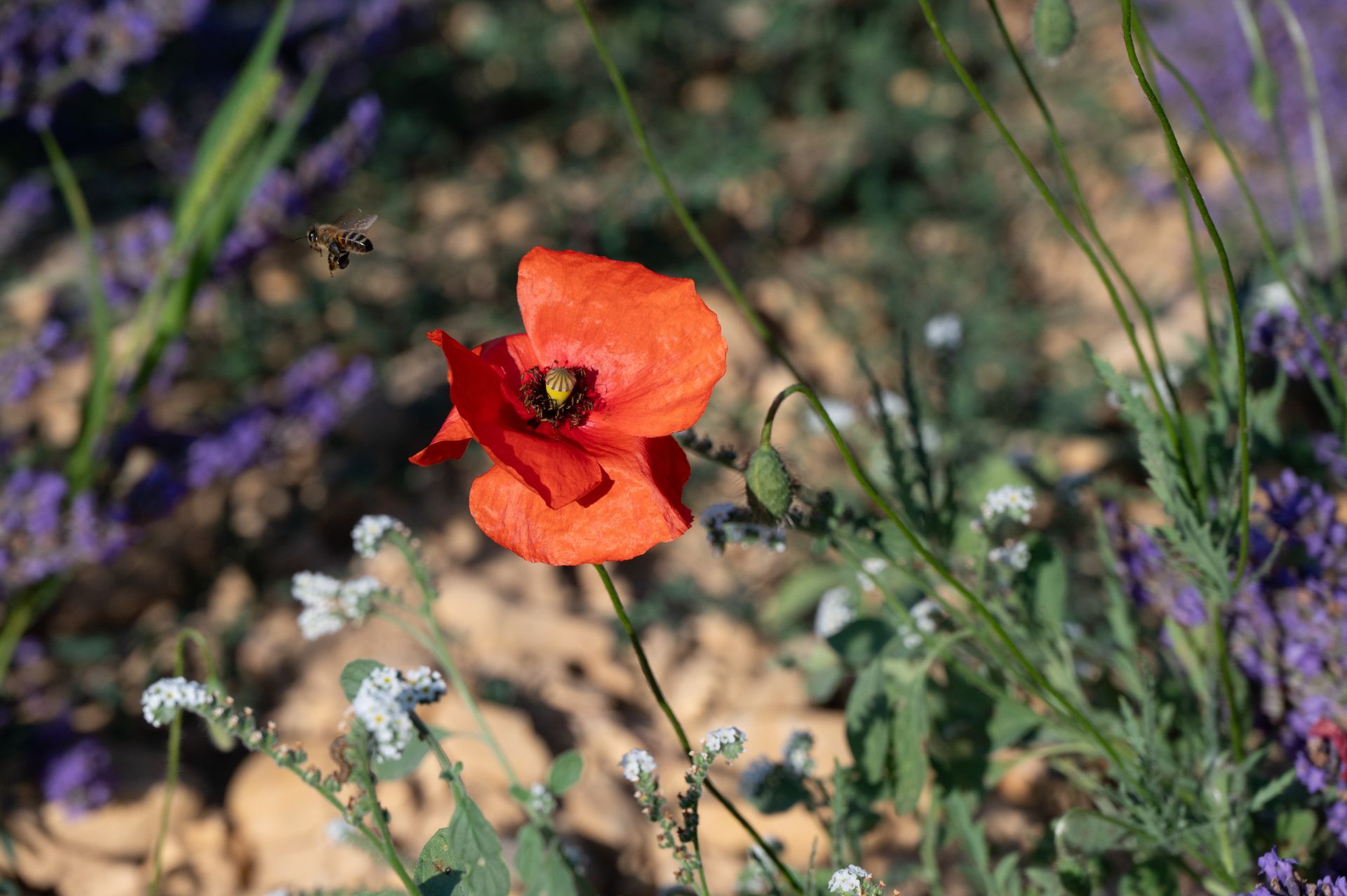 bleu-blanc-rouge — champs de couleur, photographie 7
