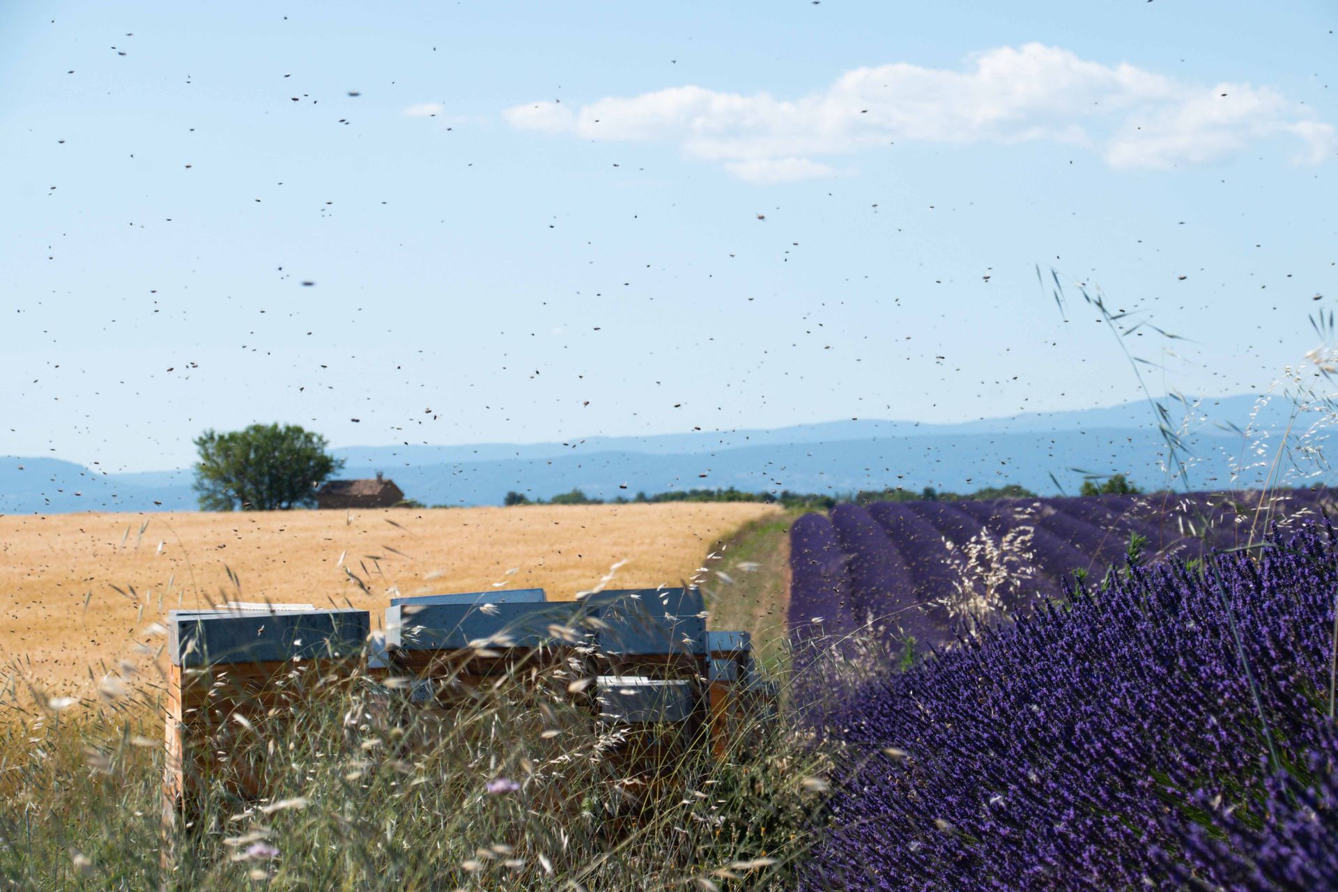 plateau de valensole — champs de couleur, photographie 5