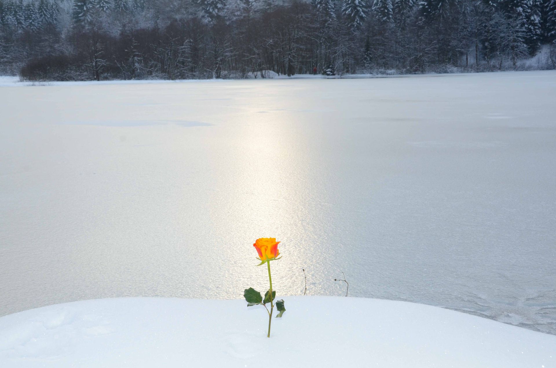 les roses d'hiver ne meurent jamais — projets, photographie 8