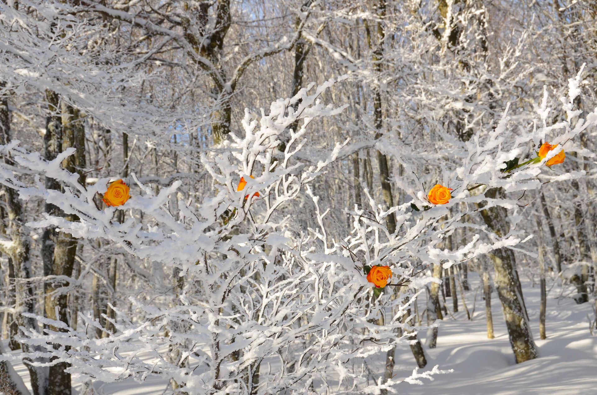les roses d'hiver ne meurent jamais — projets, photographie 13