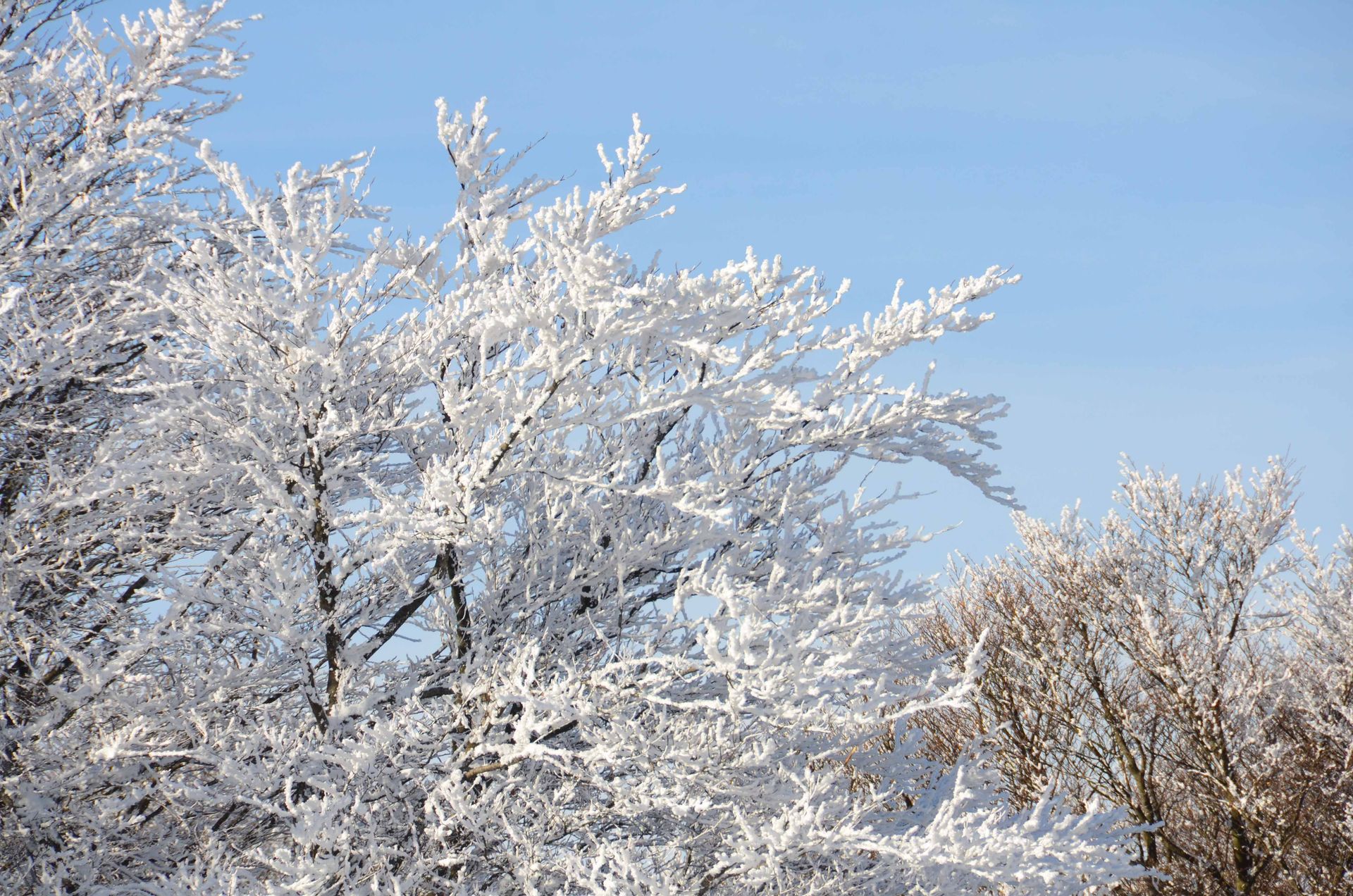 les roses d'hiver ne meurent jamais — projets, photographie 14