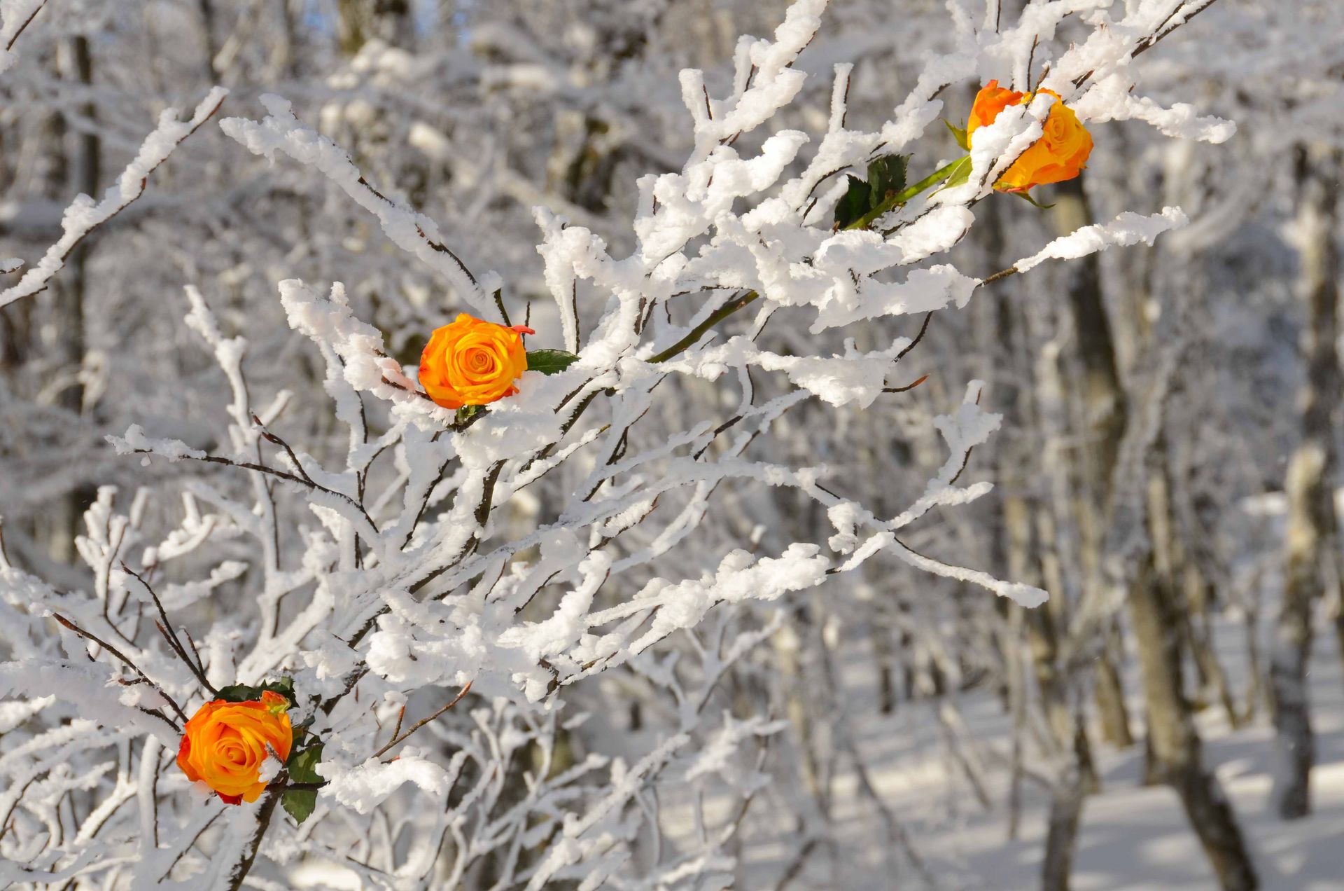 les roses d'hiver ne meurent jamais — projets, photographie 12