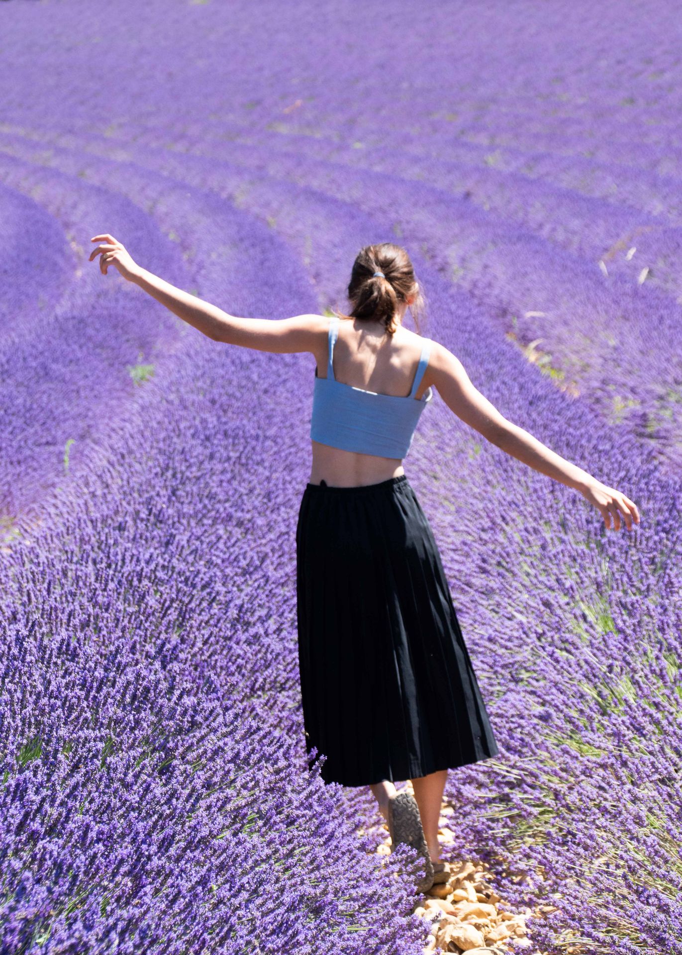 sur une mer de lavande — champs de couleur, photographie 3