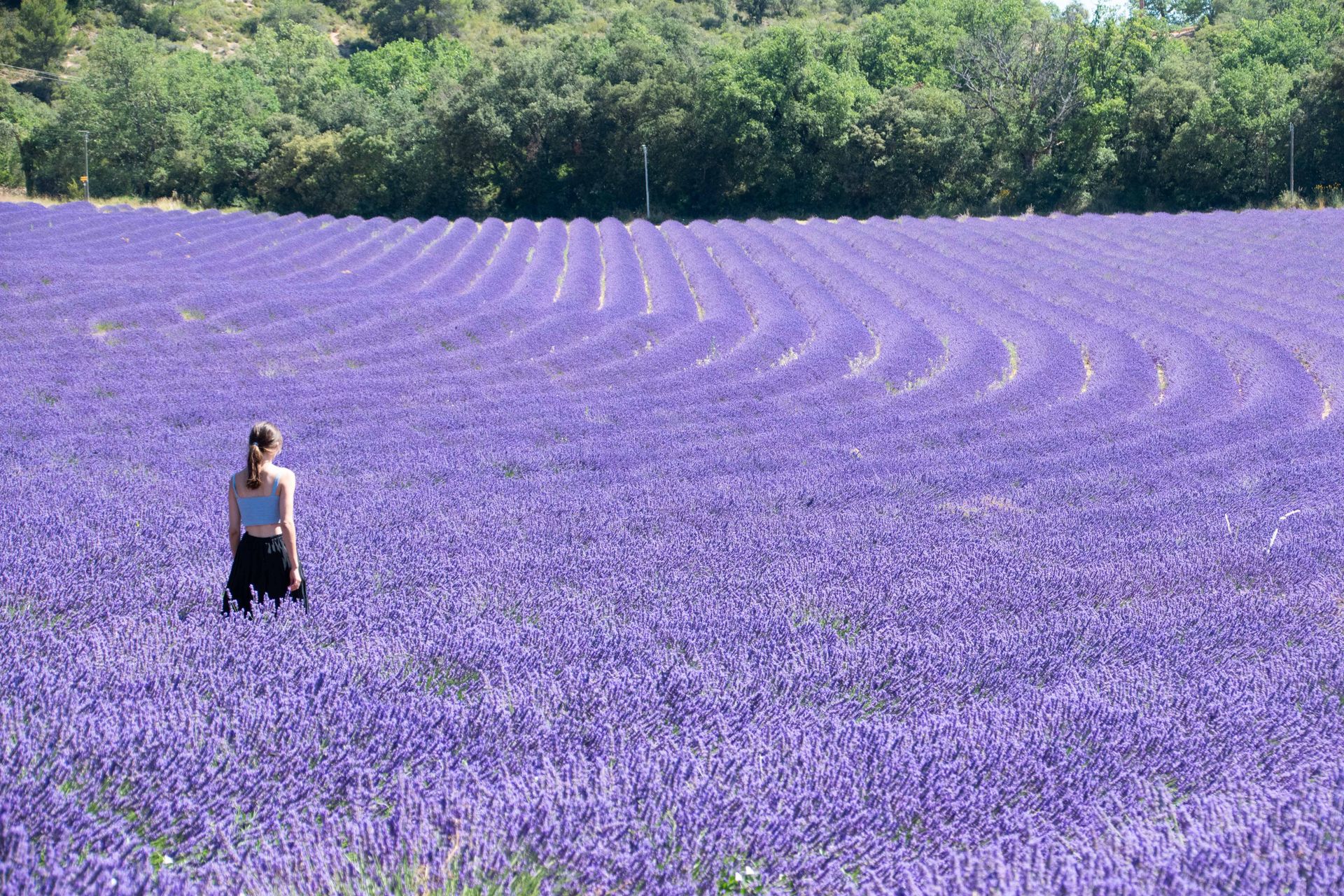 sur une mer de lavande — champs de couleur, photographie 8